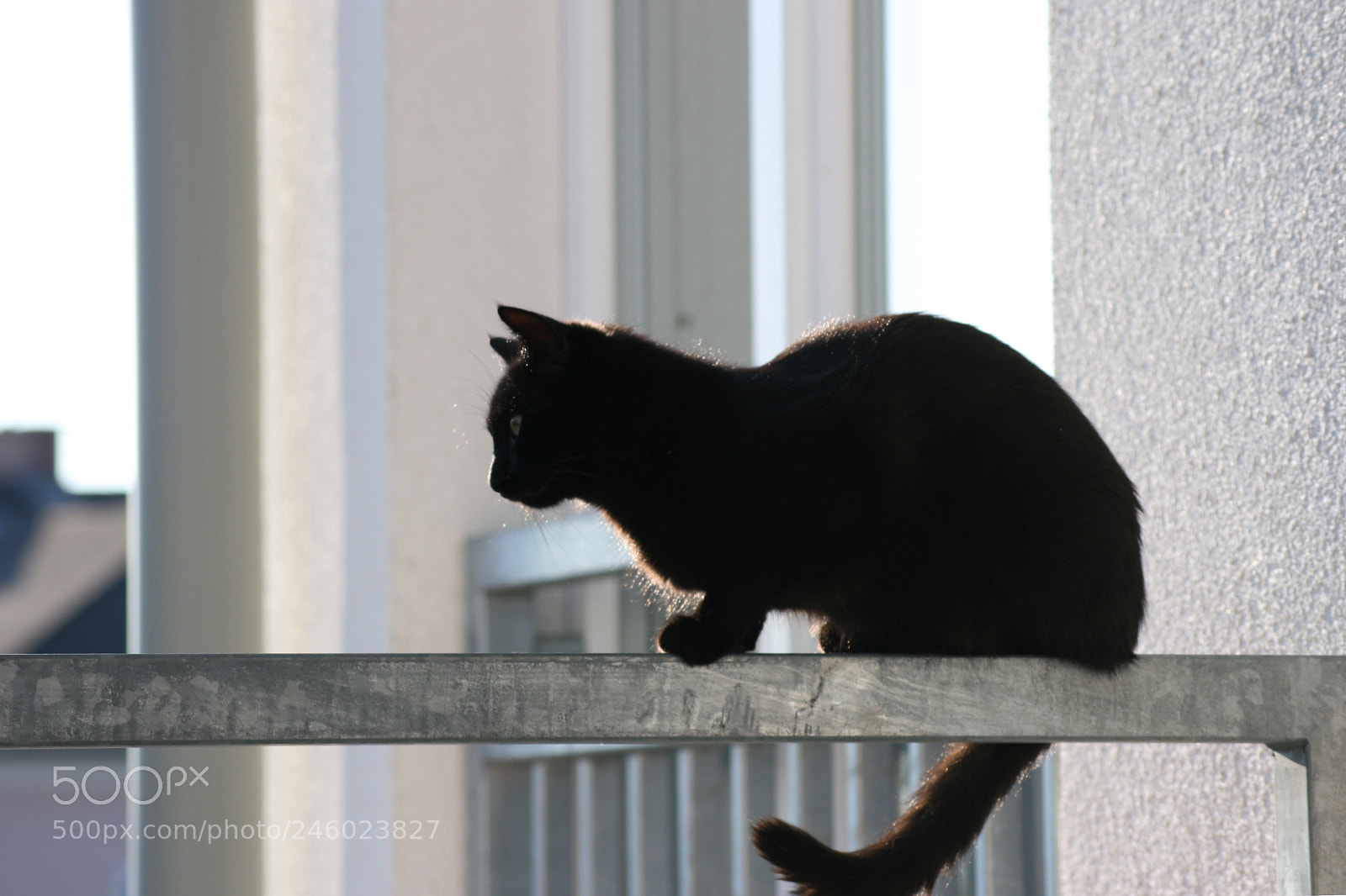 Canon EOS 400D (EOS Digital Rebel XTi / EOS Kiss Digital X) sample photo. My cat milow photography