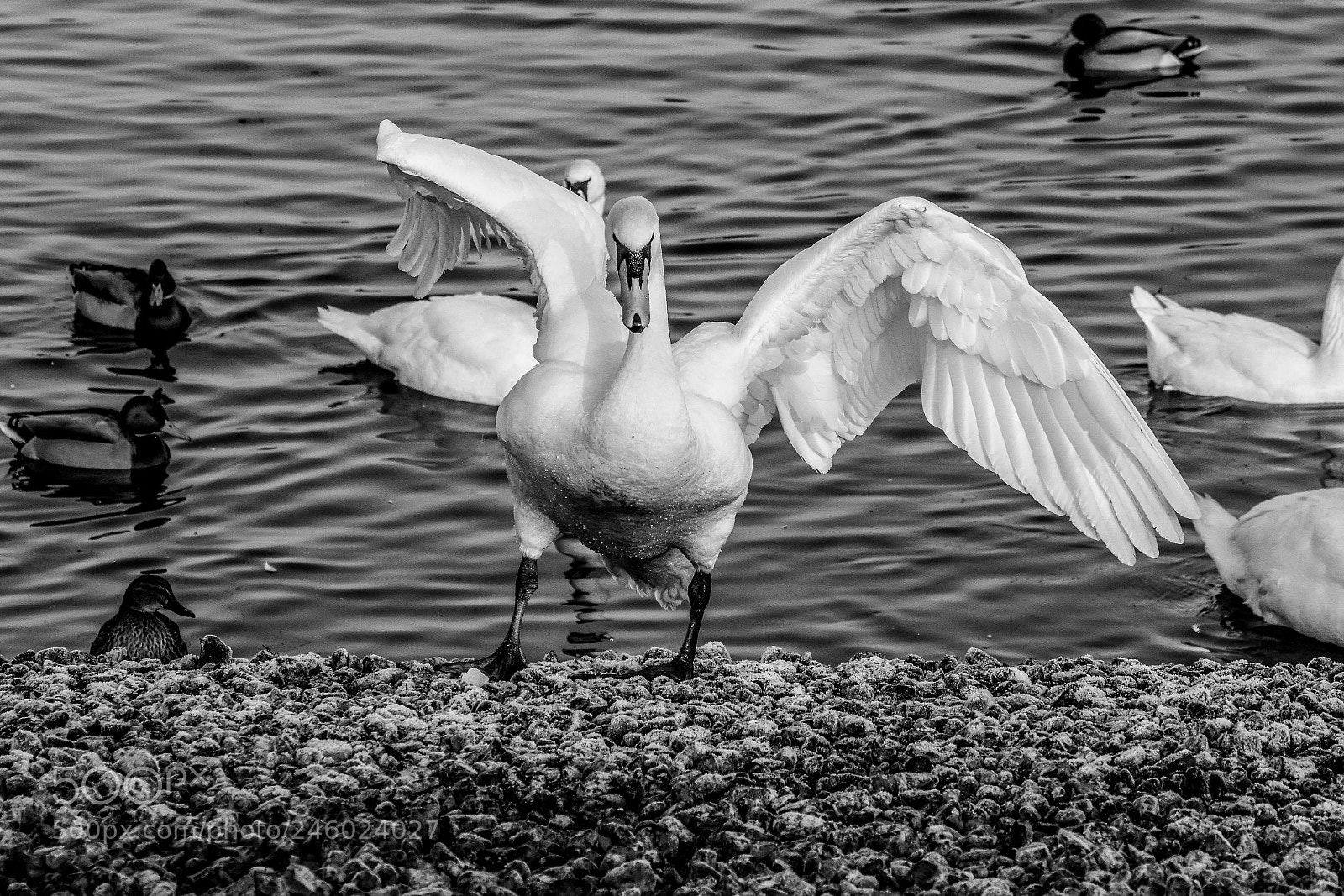 Nikon D7200 sample photo. Original edited photography