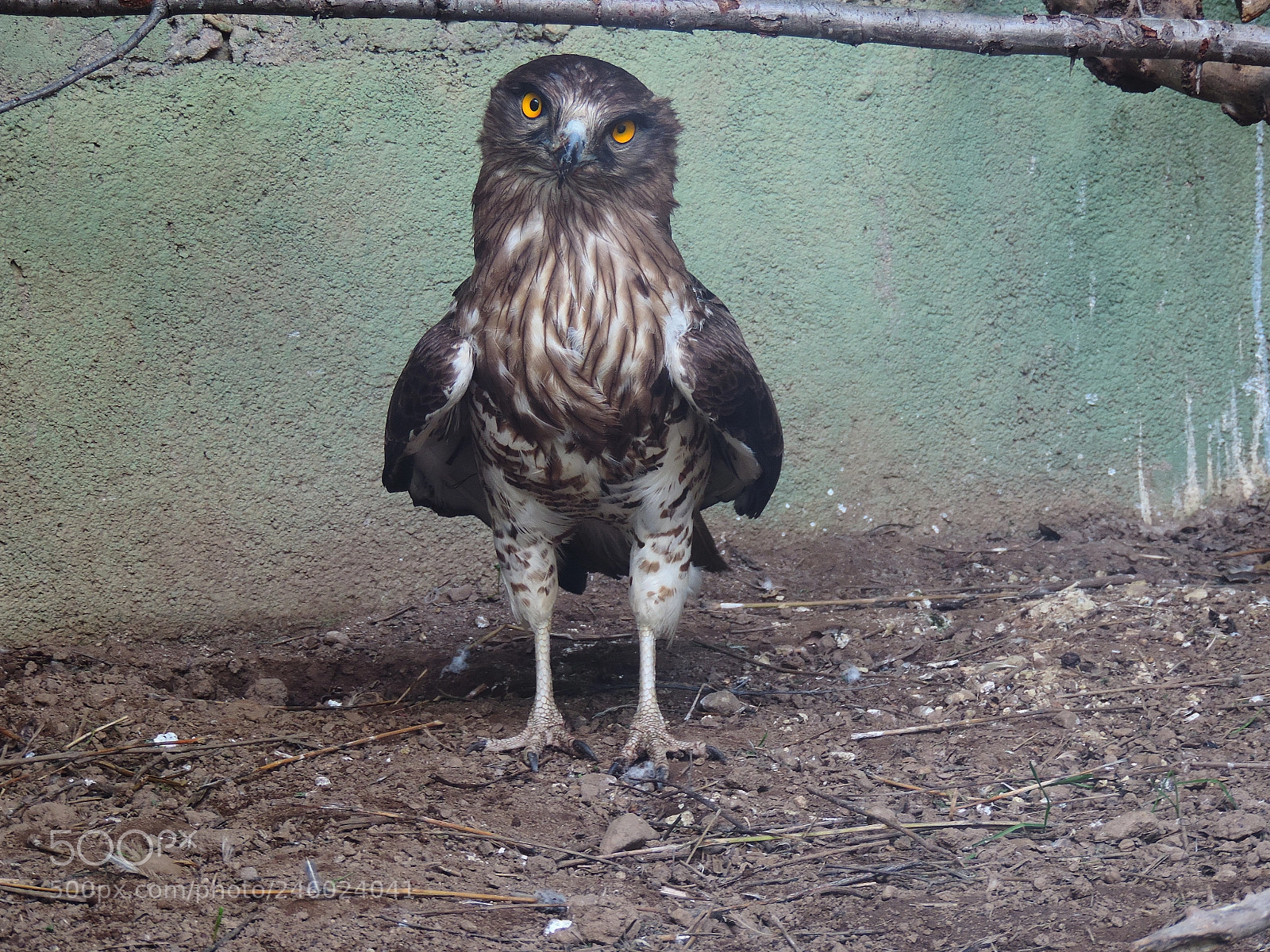 Nikon Coolpix P520 sample photo. An eagle eye. photography