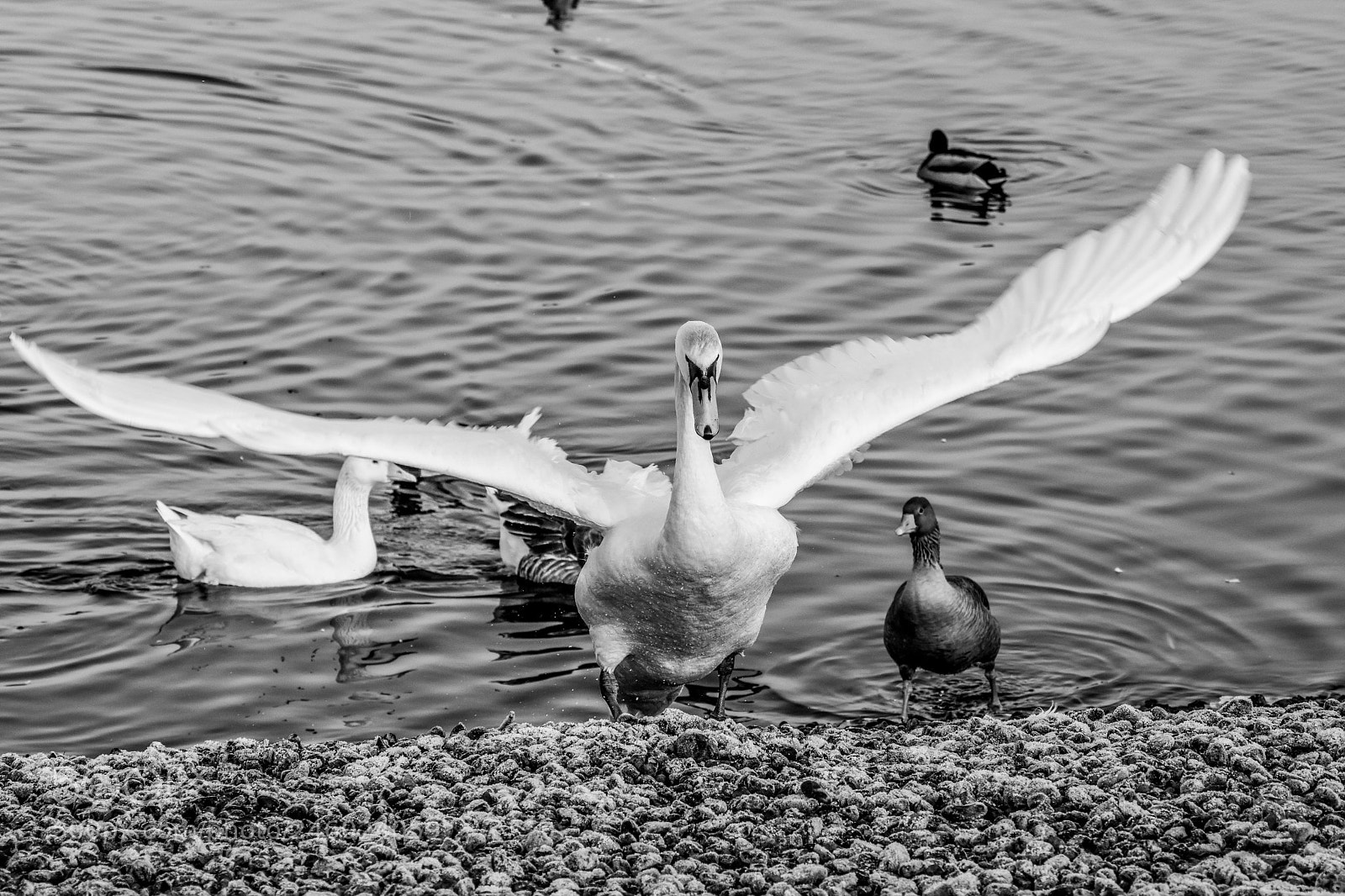 Nikon D7200 sample photo. Original edited photography