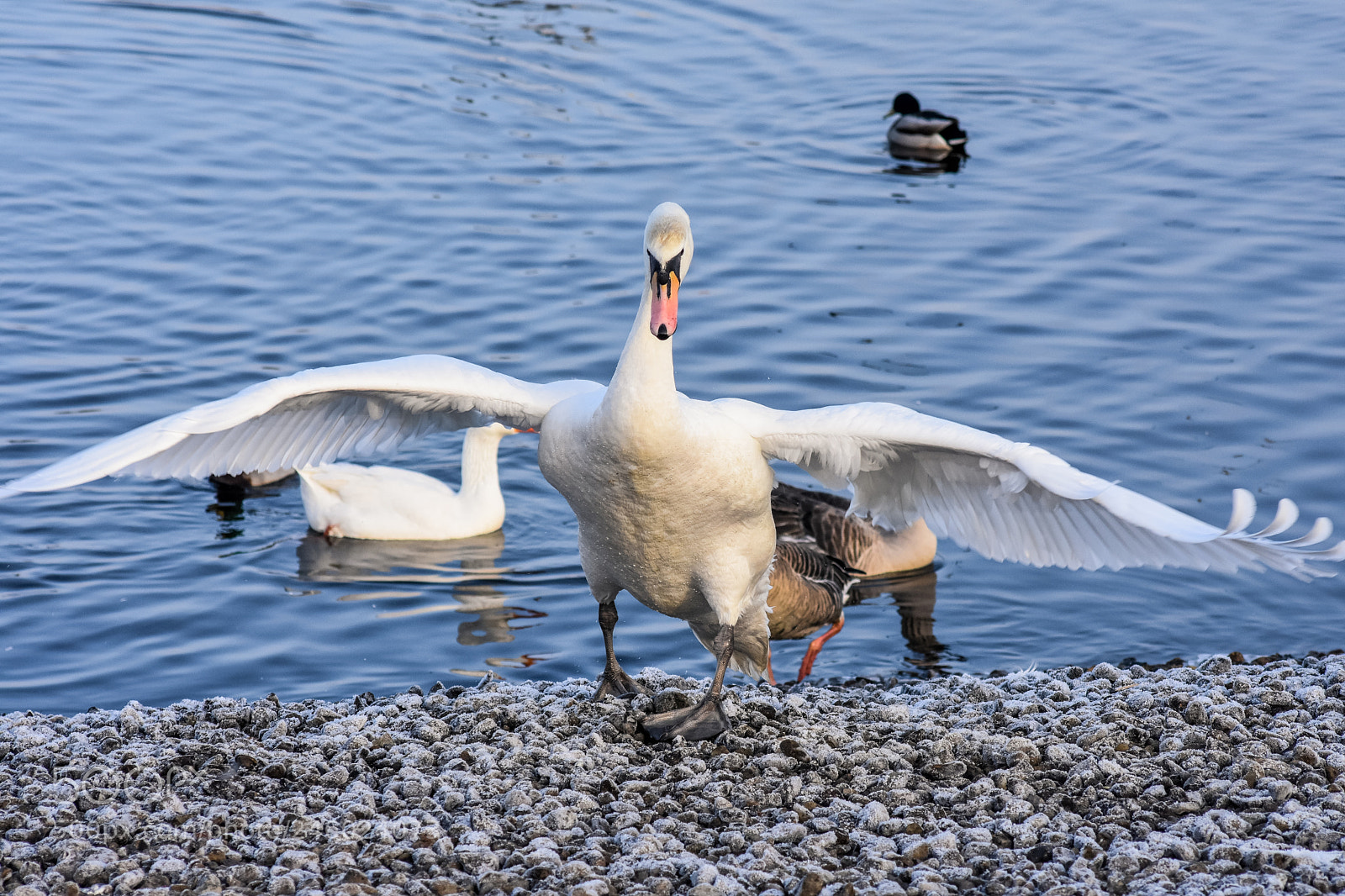 Nikon D7200 sample photo. Original edited photography