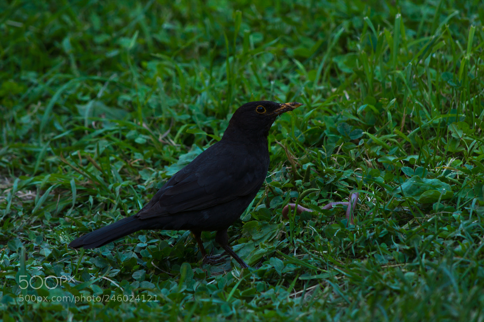 Nikon D5200 sample photo. Fetching dinner photography