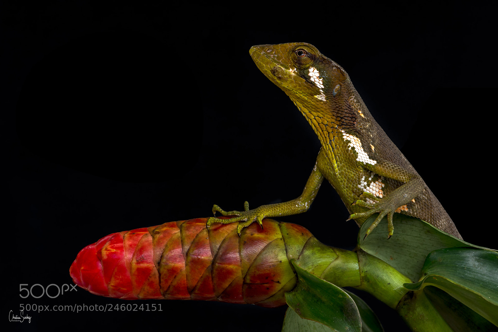 Nikon D4 sample photo. Canopy lizard photography