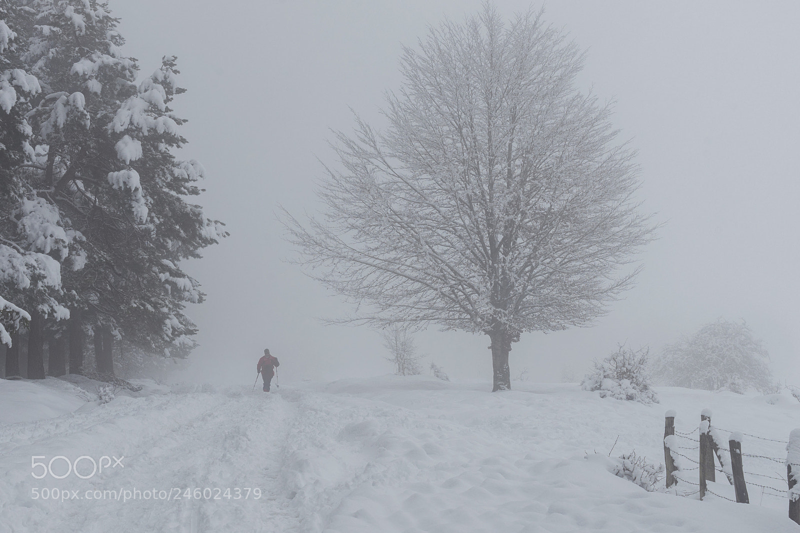 Sony a7 II sample photo. Invernalia photography