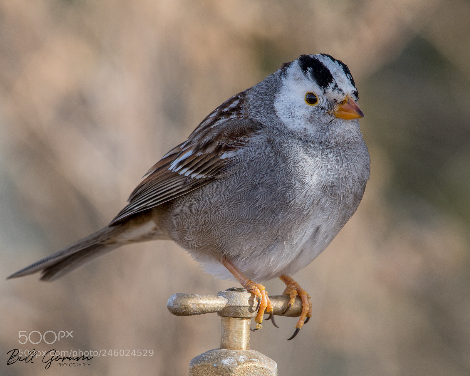 Nikon D500 sample photo. Aberrantly patterned white-crowned sparrow photography