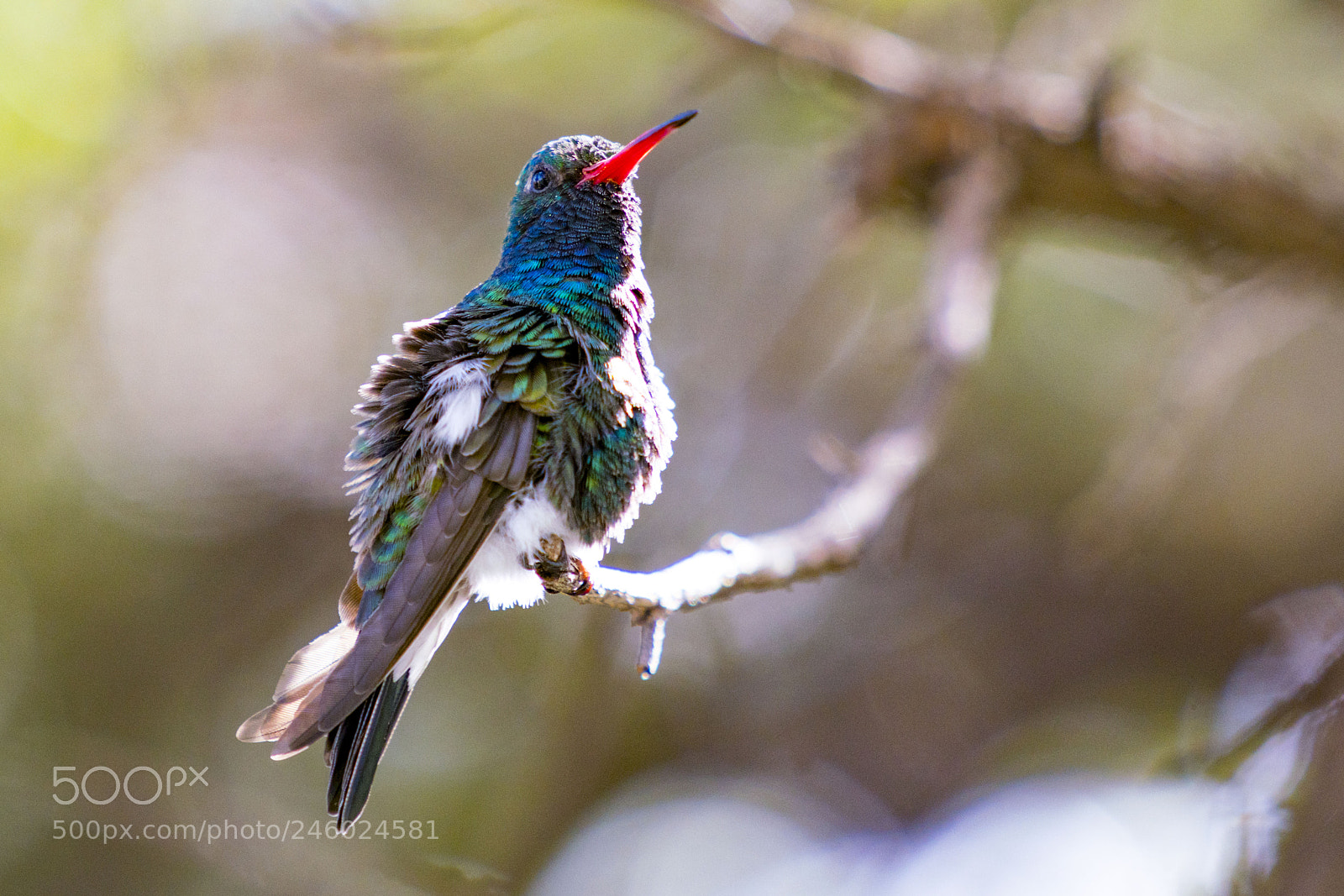Sony a7R III sample photo. Dsc02008-1.jpg photography
