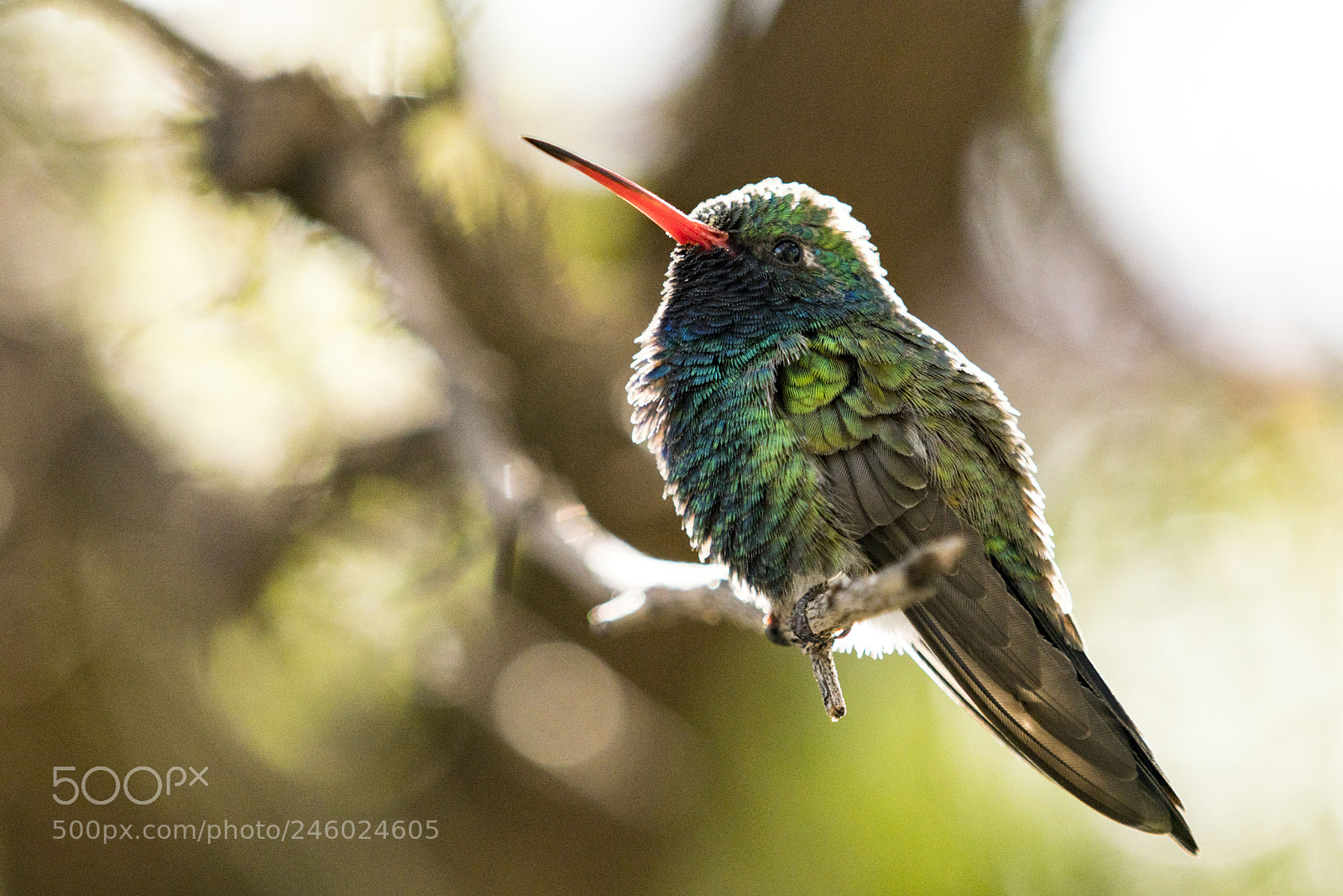 Sony a7R III sample photo. Dsc02044-1.jpg photography
