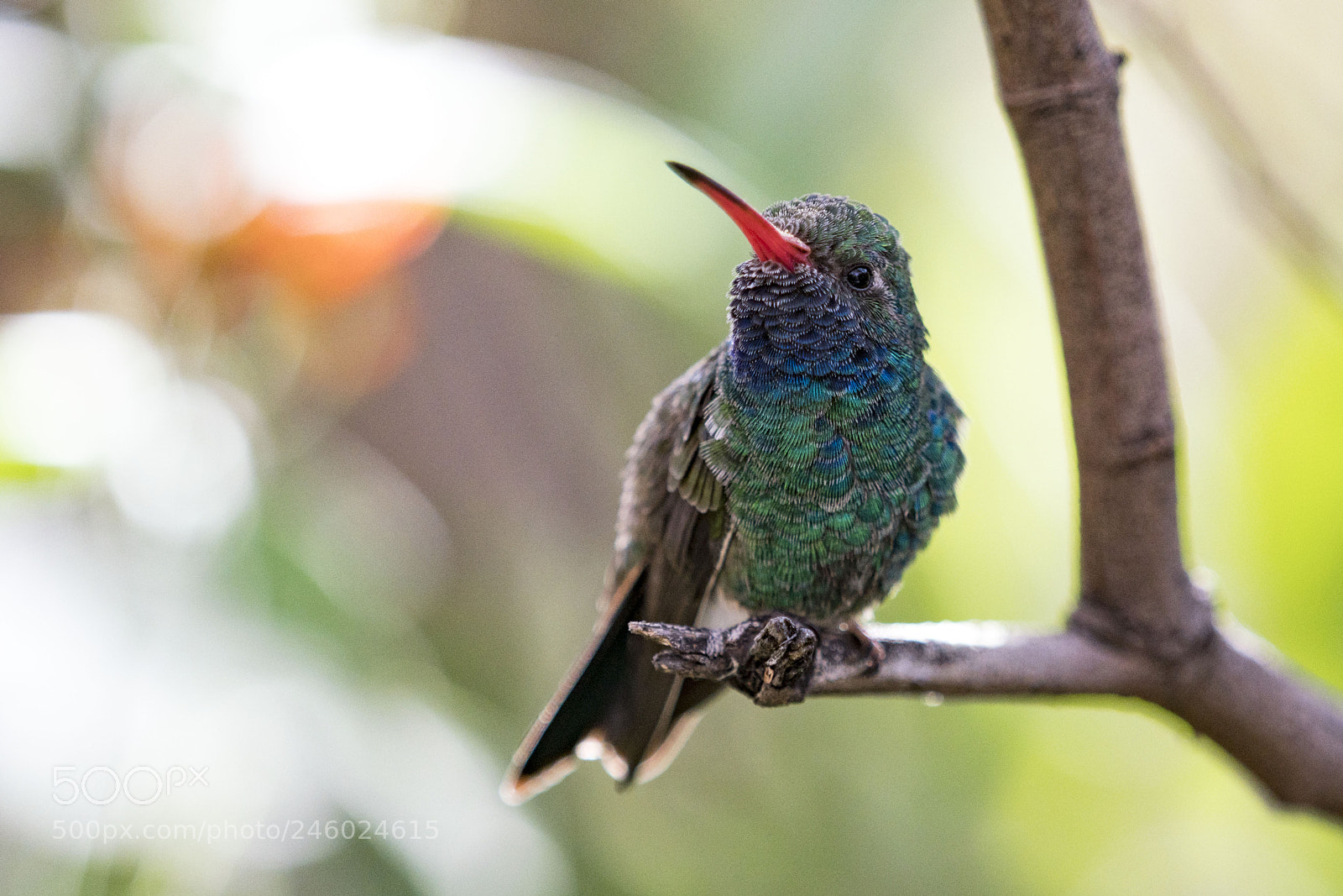Sony a7R III sample photo. Dsc02054-1.jpg photography