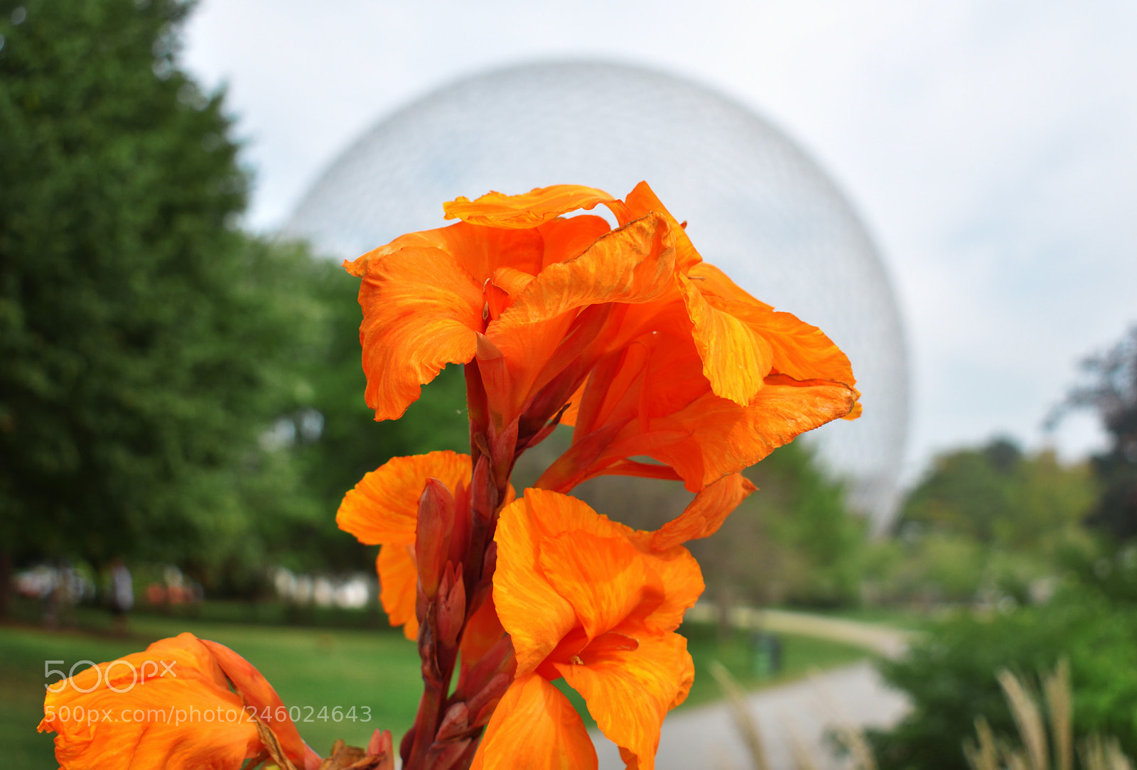Nikon D3400 sample photo. Fleur jean drapeau photography