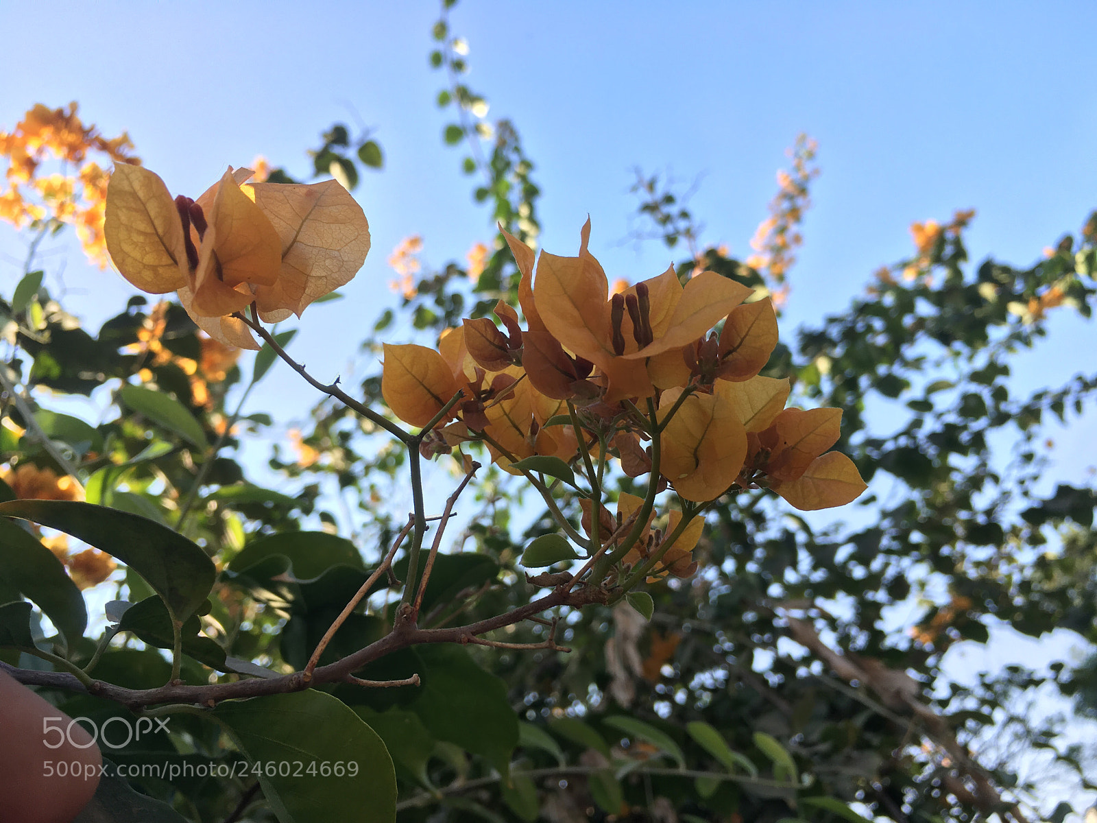 Apple iPhone SE sample photo. Untitled photography