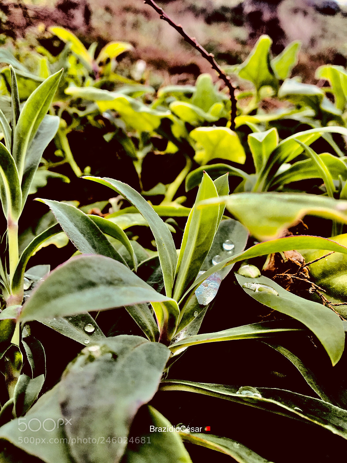 Apple iPhone 6s sample photo. Untitled photography