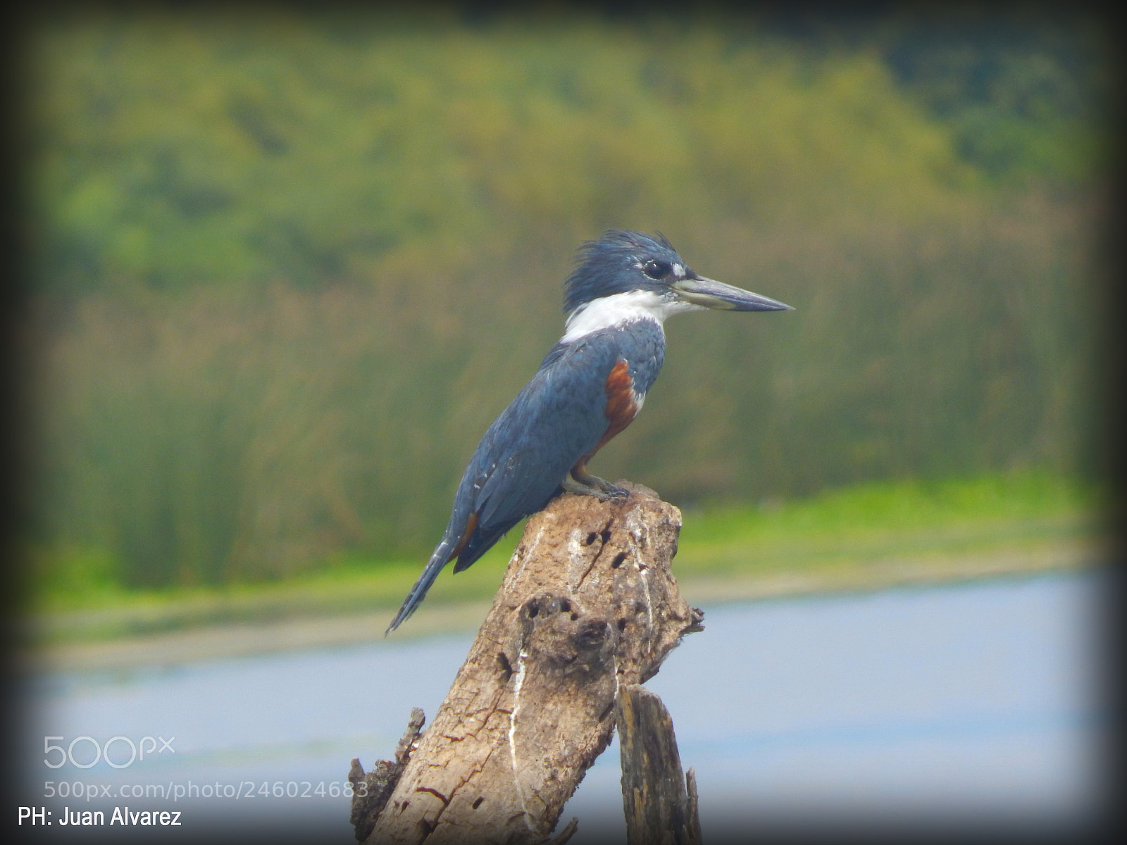 Nikon Coolpix L830 sample photo. Alcedo atthis photography