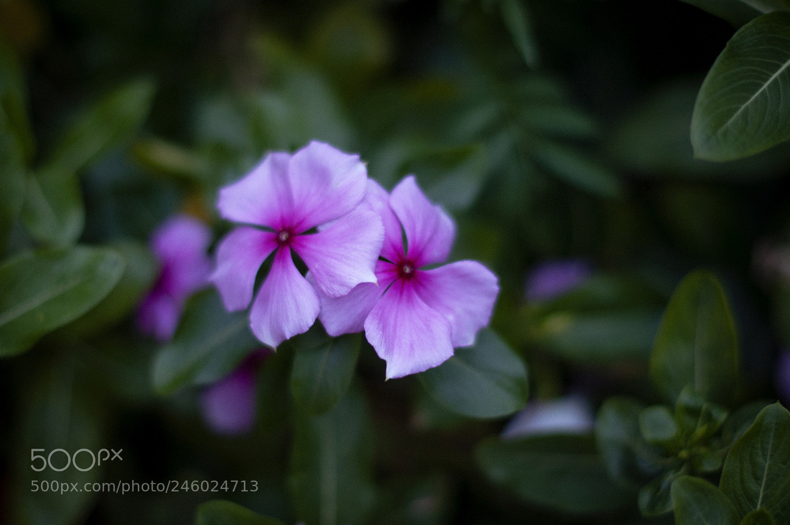 Nikon D90 sample photo. Flores photography