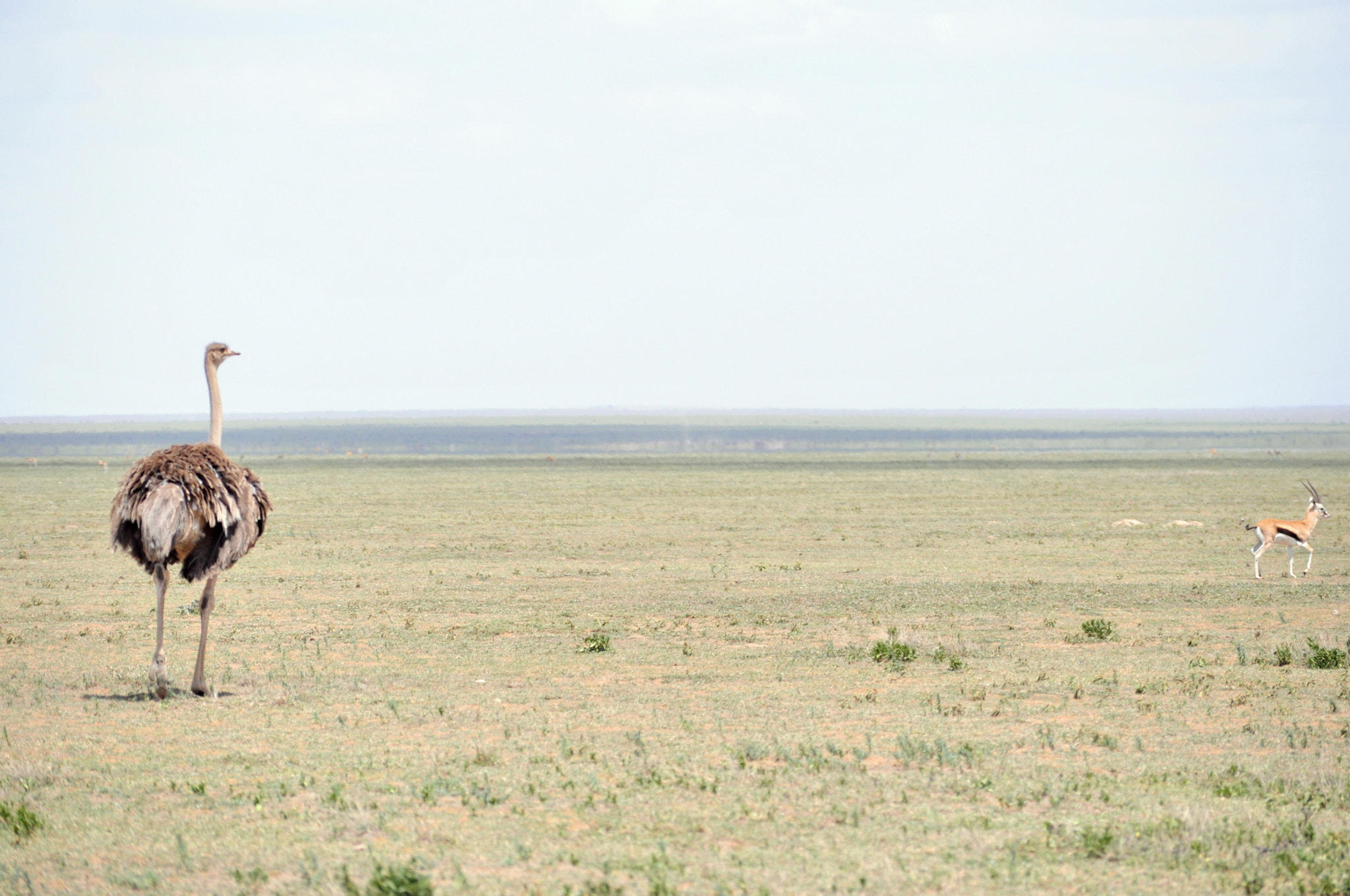 Nikon D90 sample photo. Ostrich photography