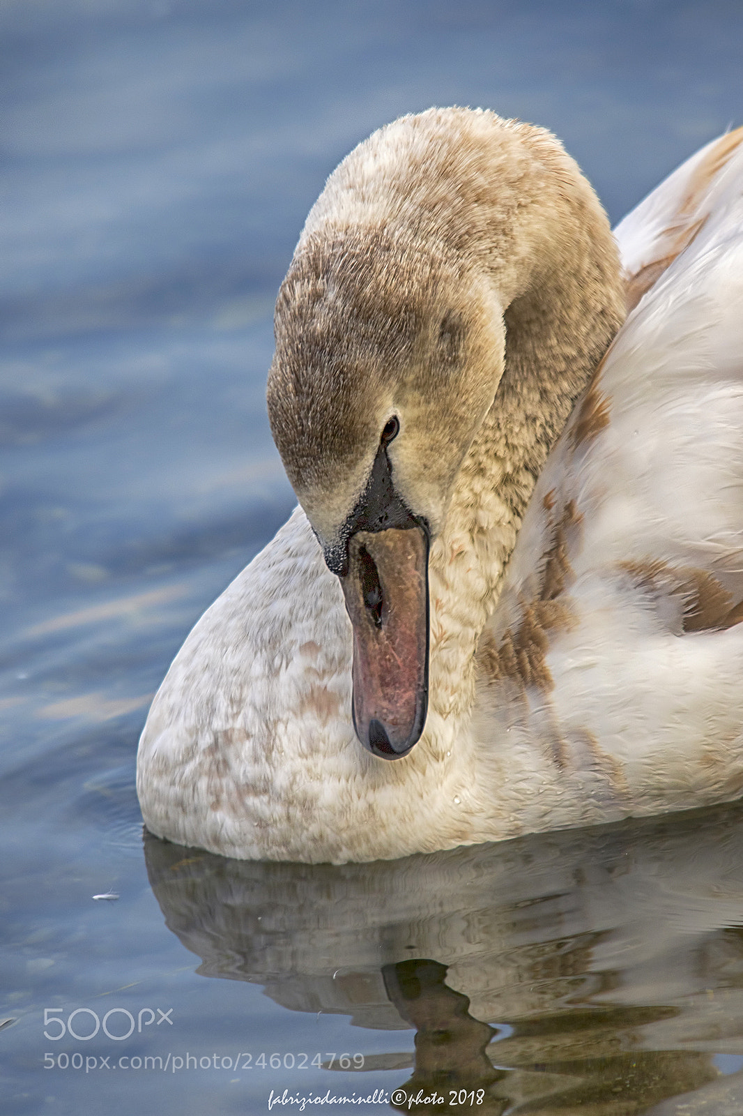 Canon EOS 7D Mark II sample photo. Swan photography