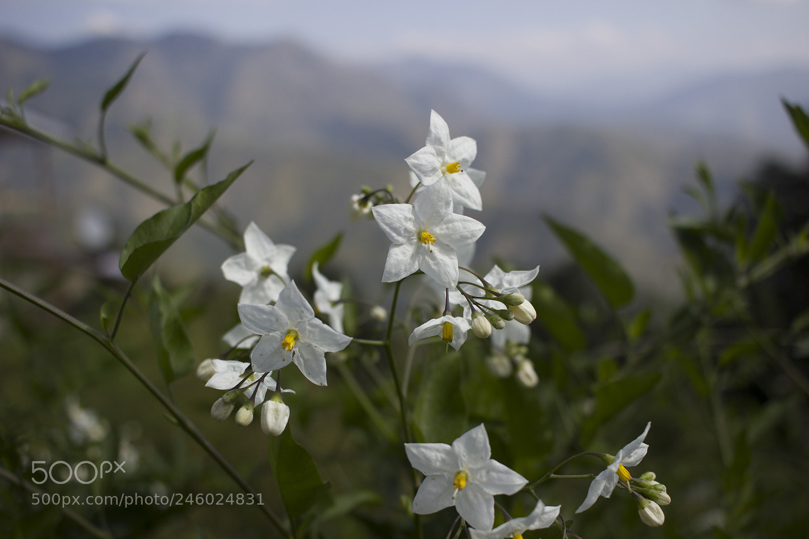 Canon EOS 600D (Rebel EOS T3i / EOS Kiss X5) sample photo. White flowers photography