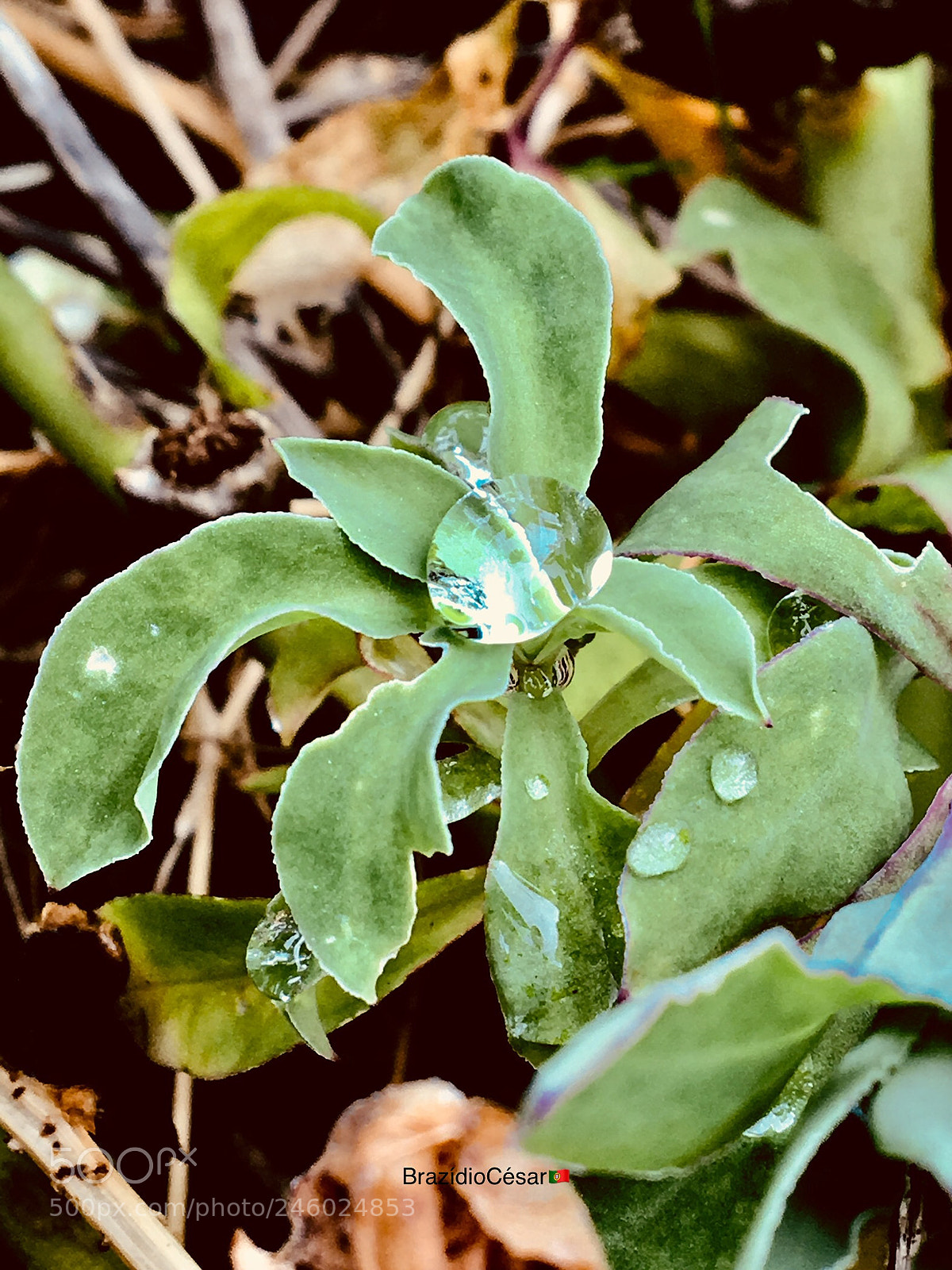 Apple iPhone 6s sample photo. Untitled photography