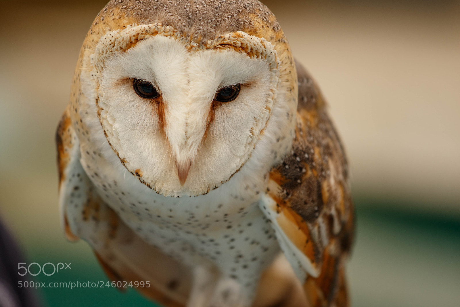 Canon EOS 7D Mark II sample photo. Lazy owl photography