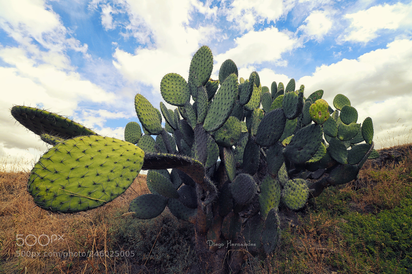 Canon EOS 800D (EOS Rebel T7i / EOS Kiss X9i) sample photo. Nopales photography