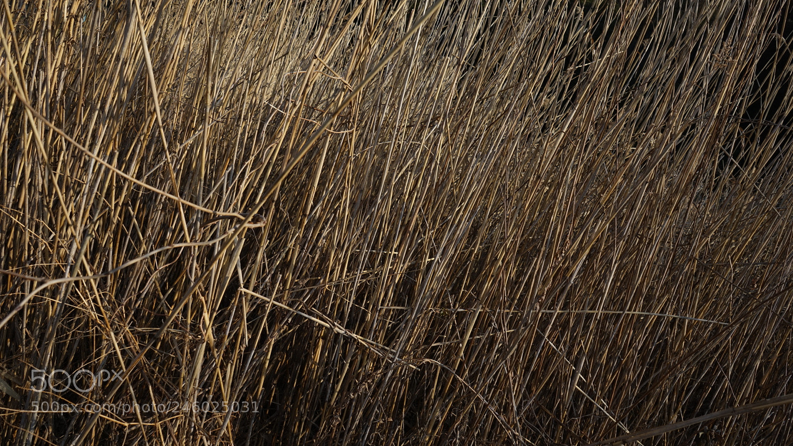 Sony a7 sample photo. 斜線 photography