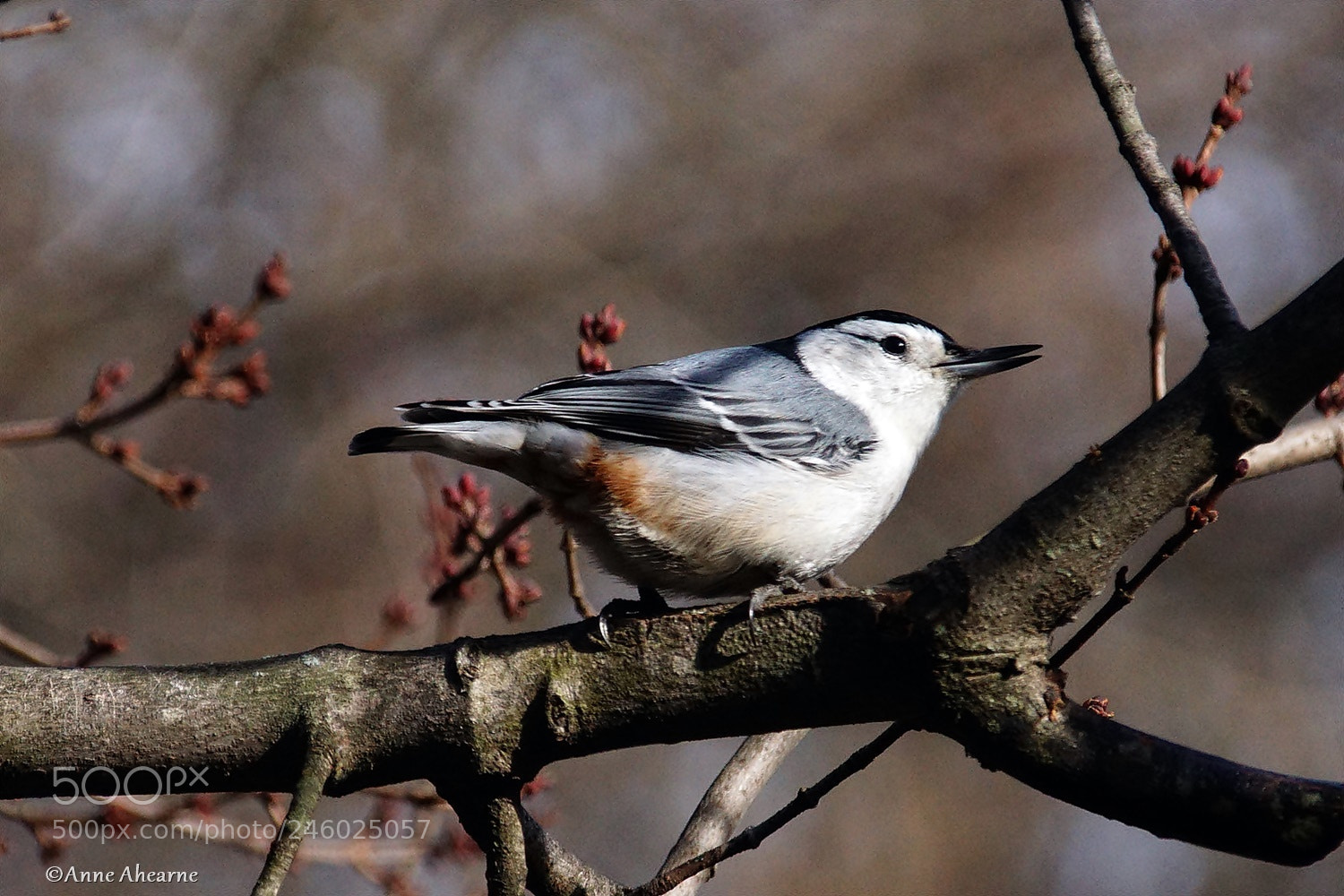 Sony ILCA-77M2 sample photo. White-breasted nuthatch photography
