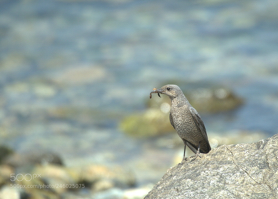 Nikon D800 sample photo. Wait a second my photography