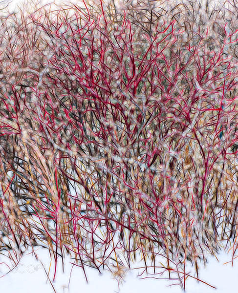 Olympus OM-D E-M1 sample photo. Covered with ice photography