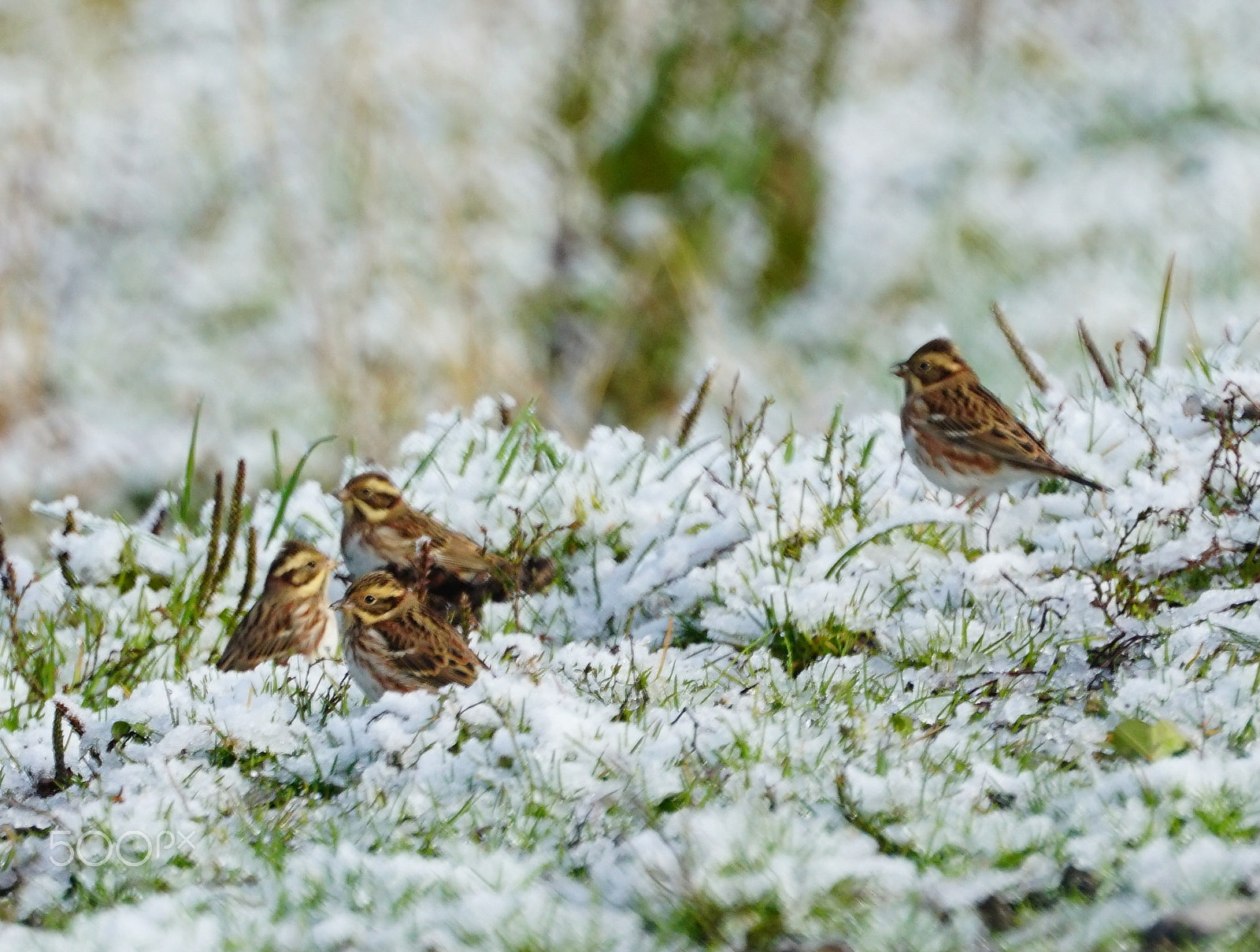Sony FE 70-300mm F4.5-5.6 G OSS sample photo. First snow photography