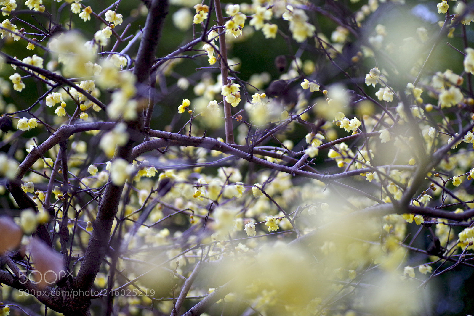 Pentax K-1 sample photo. Awaking photography