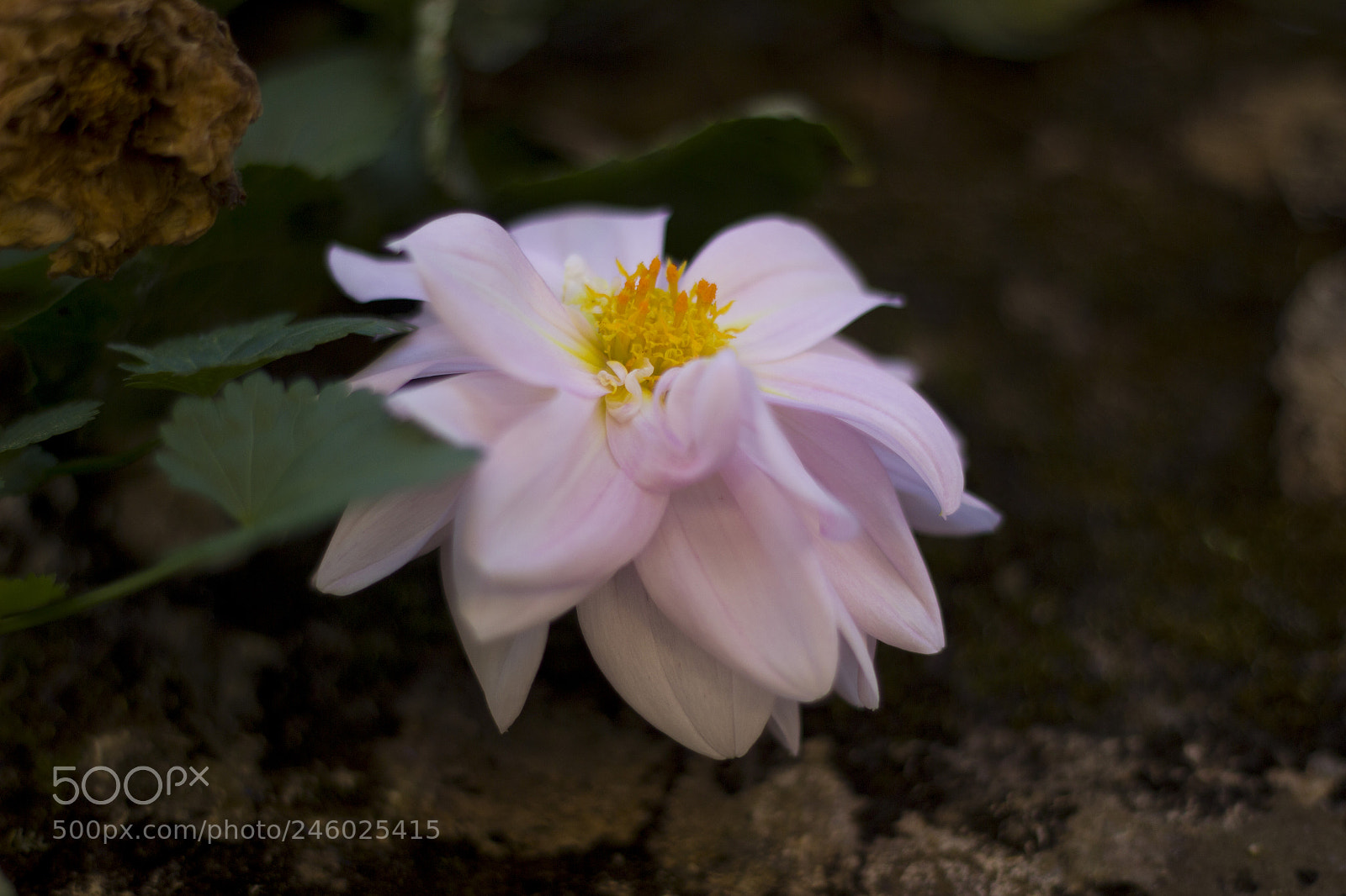 Canon EOS 600D (Rebel EOS T3i / EOS Kiss X5) sample photo. Hidden beauty photography