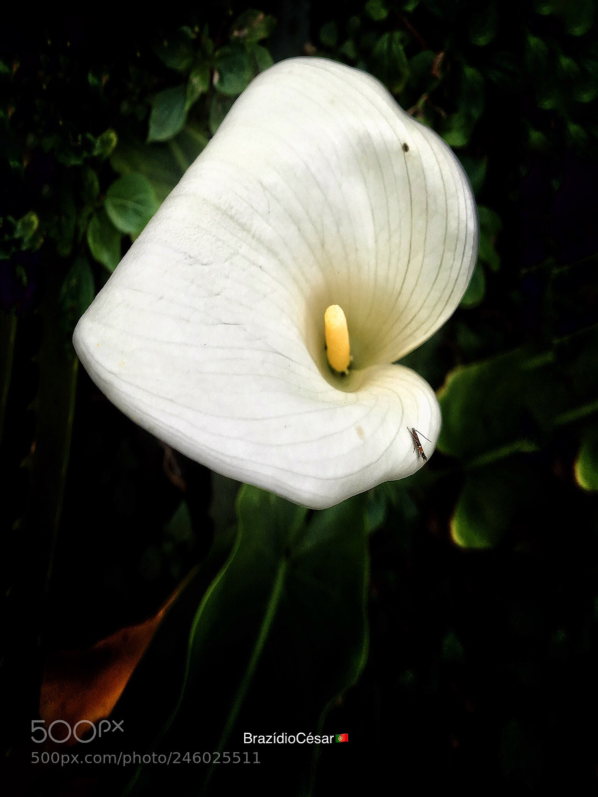 Apple iPhone 6s sample photo. Jug flower photography