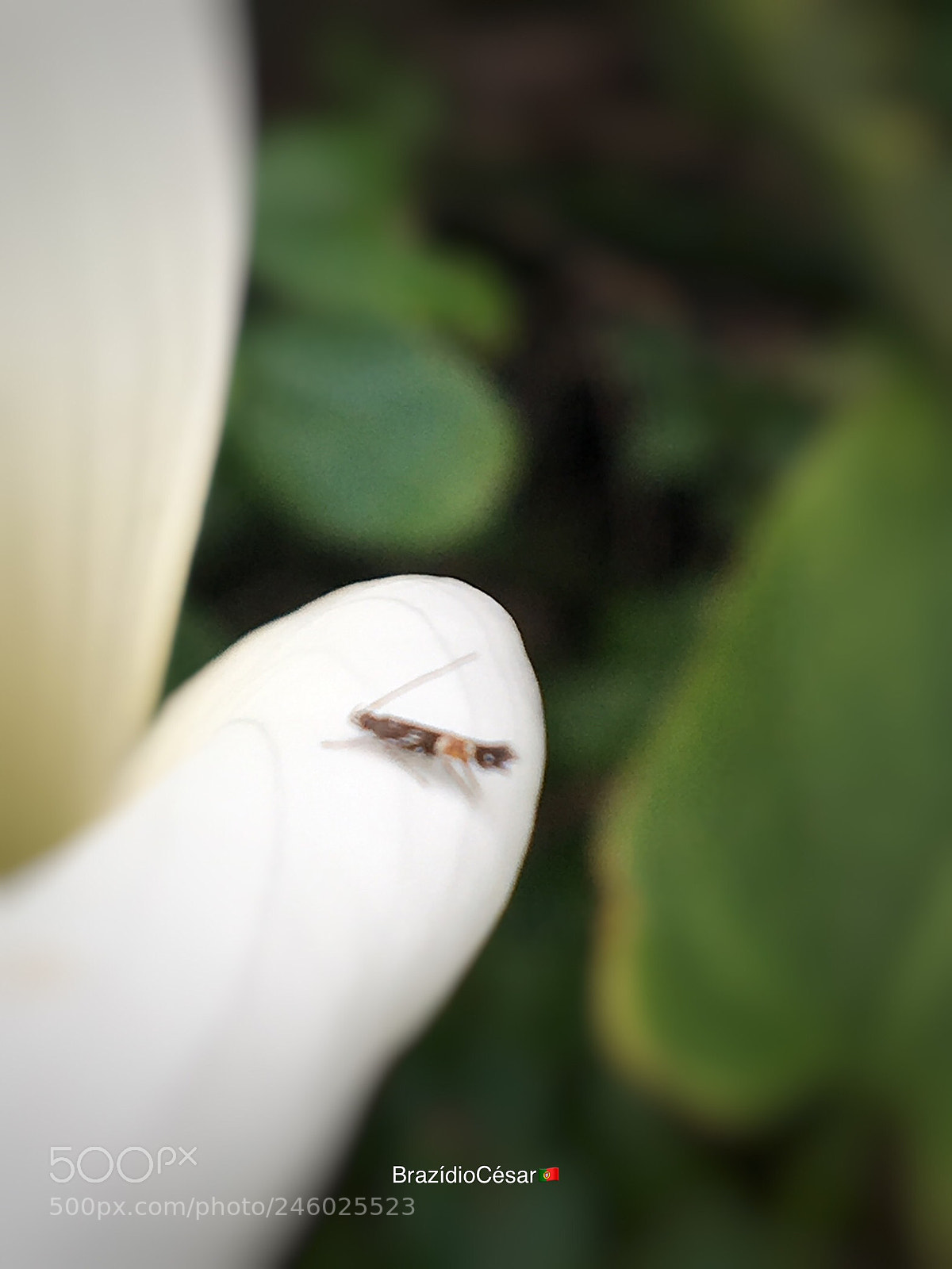 Apple iPhone 6s sample photo. Untitled photography