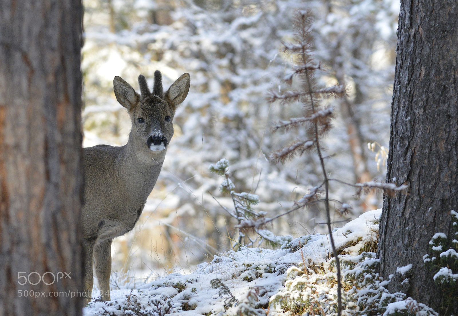 Nikon D800E sample photo. Rae deer photography