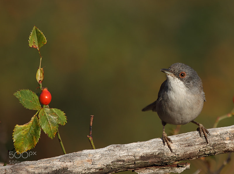 Canon EOS 50D sample photo. Curruca cabecinegra hembra photography