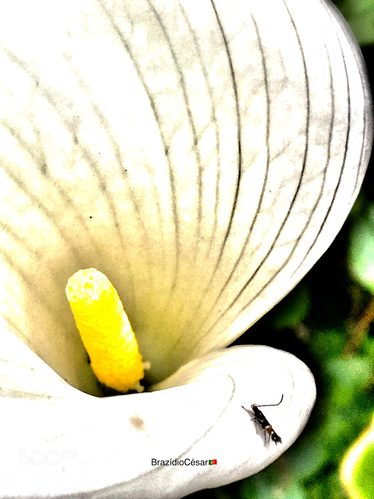 Apple iPhone 6s sample photo. Untitled photography
