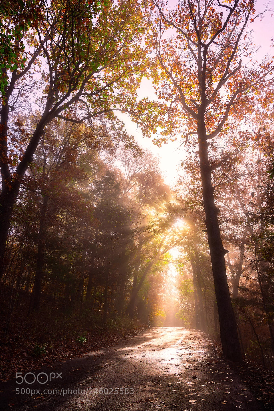 Nikon D600 sample photo. Morning sunrays photography