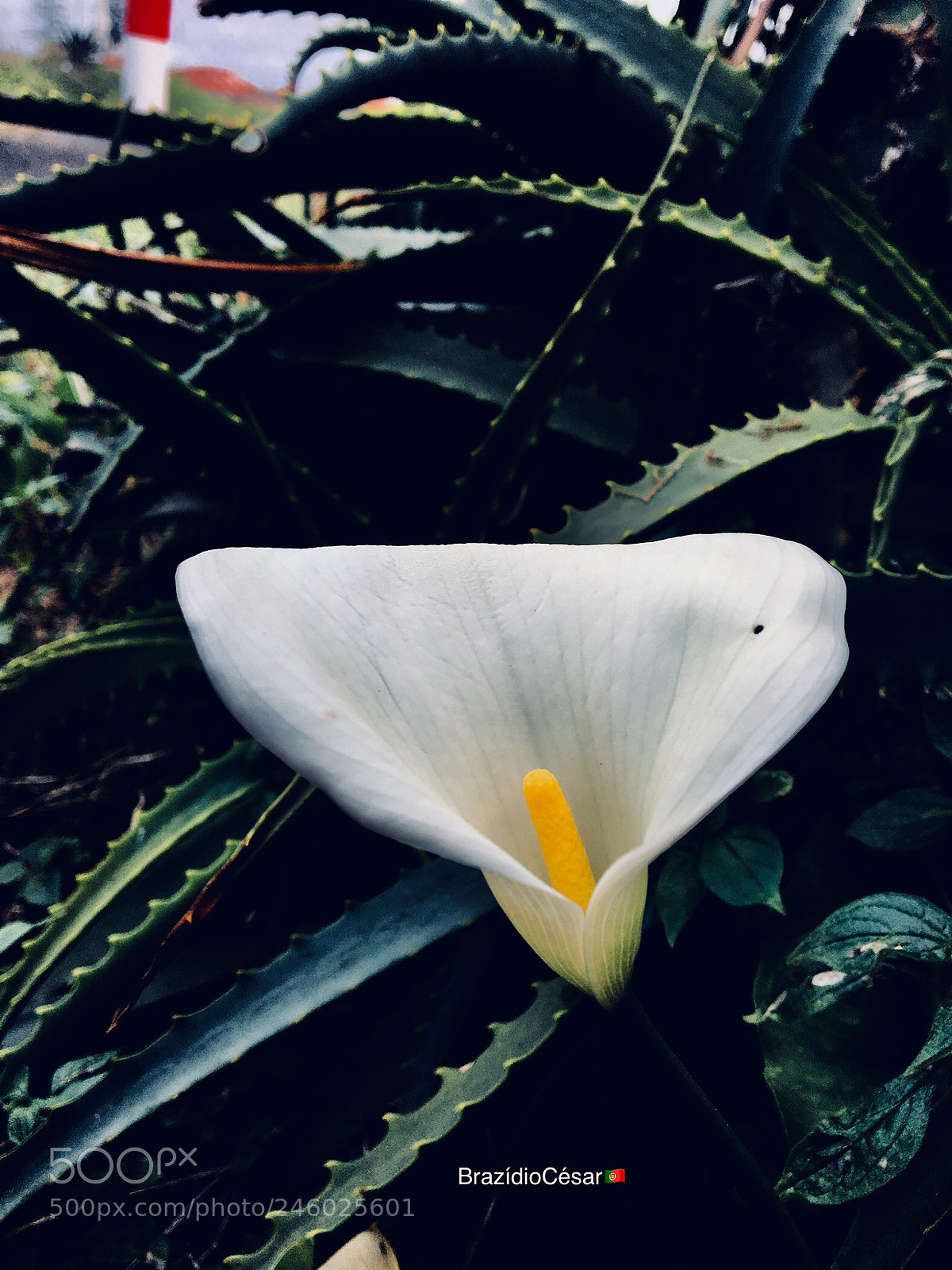 Apple iPhone 6s sample photo. Jug photography