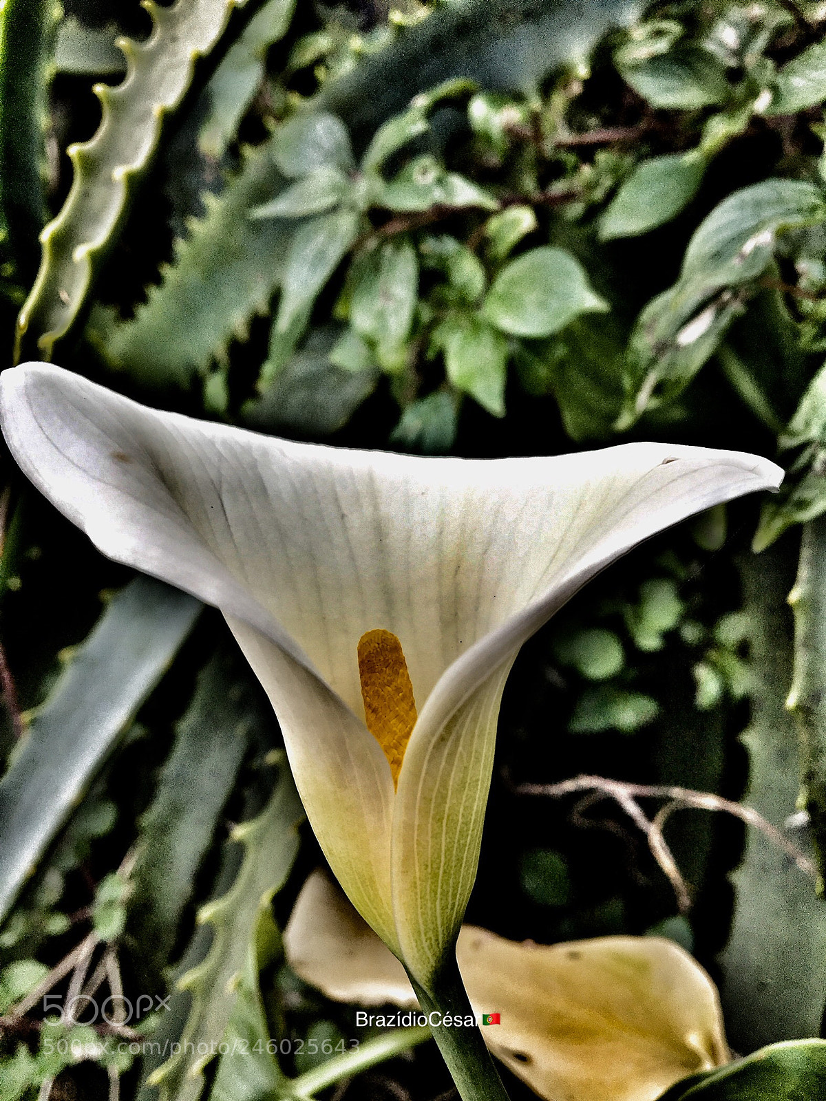 Apple iPhone 6s sample photo. Untitled photography