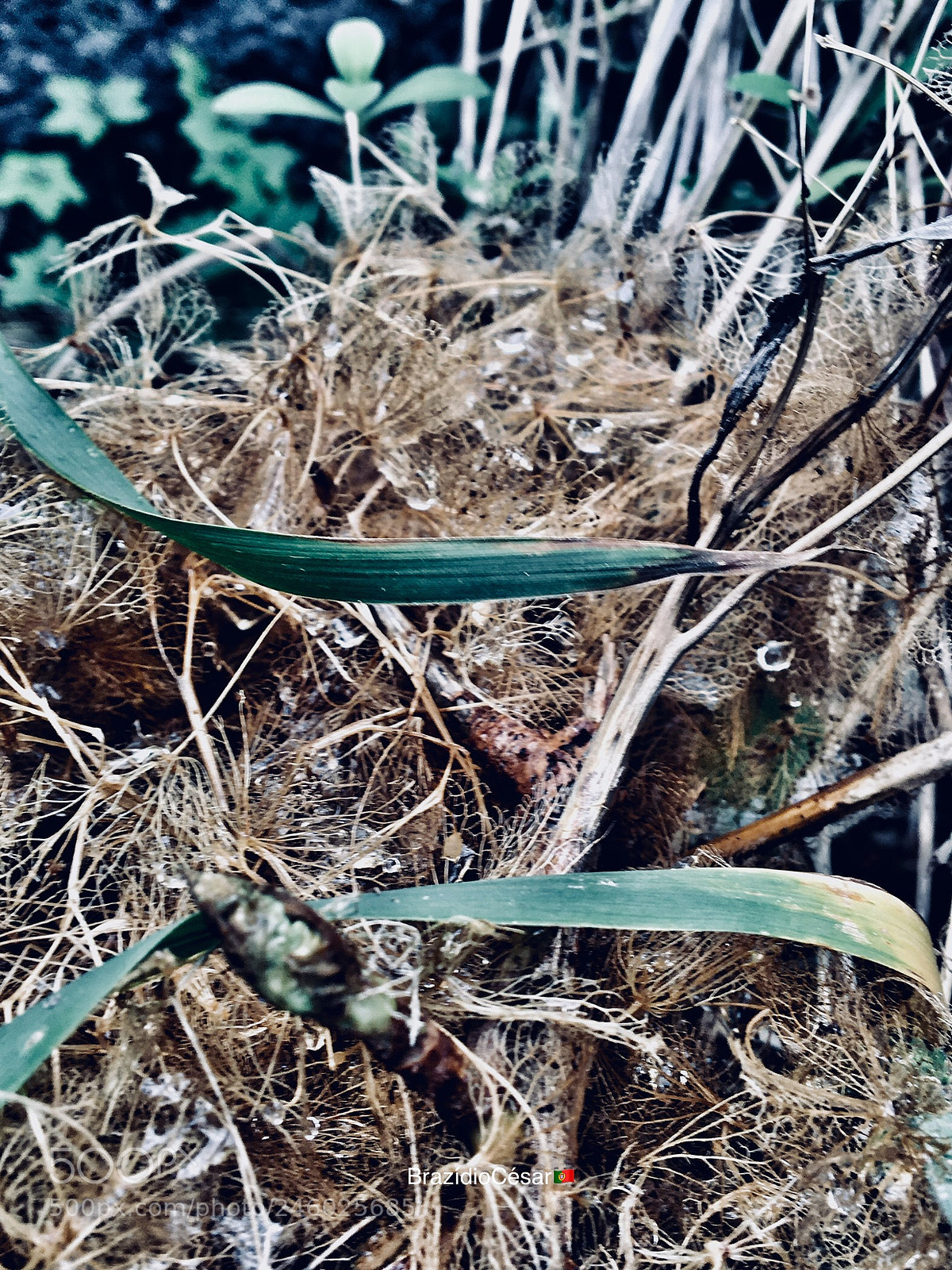Apple iPhone 6s sample photo. Untitled photography