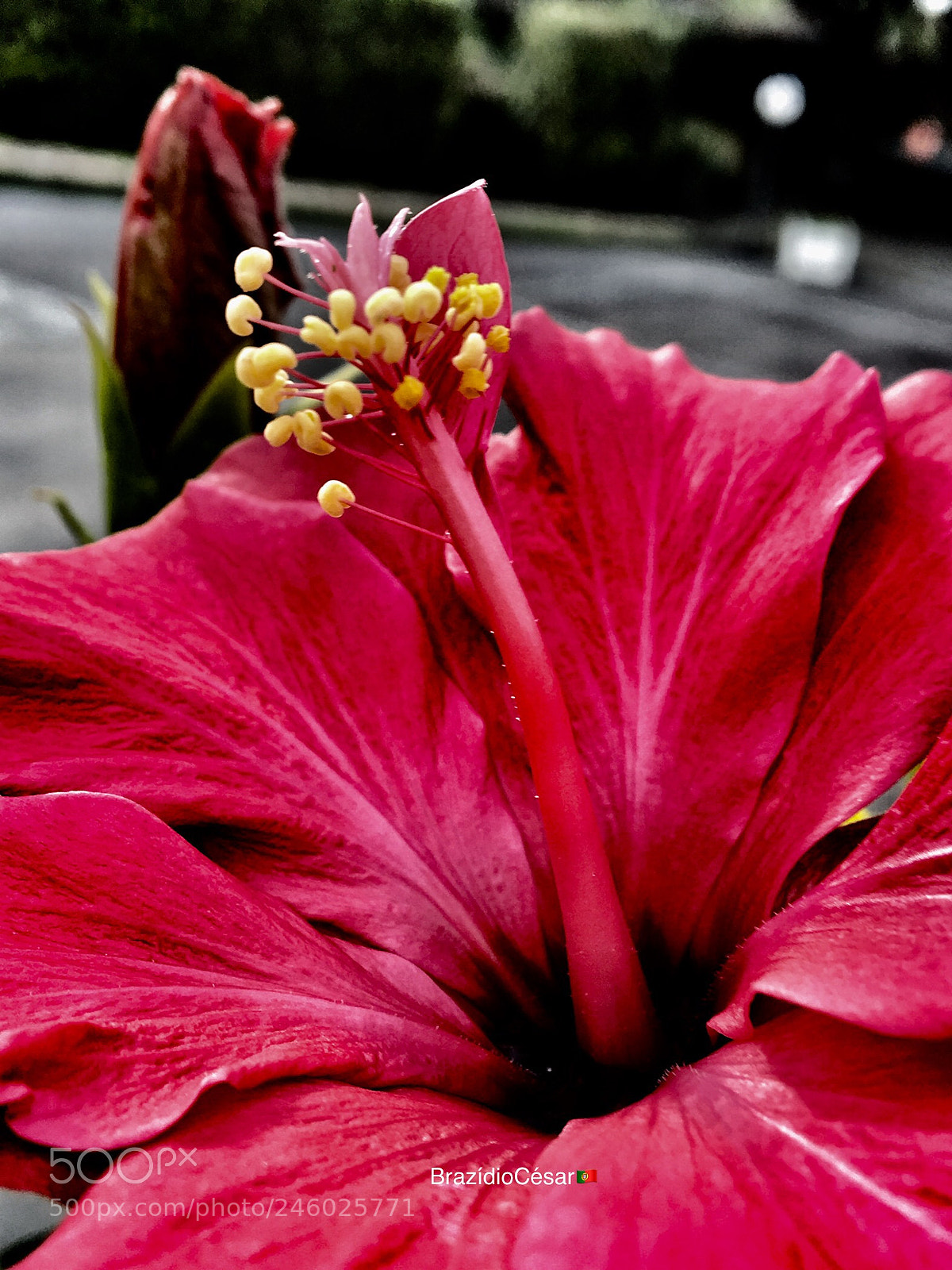 Apple iPhone 6s sample photo. Red flower photography