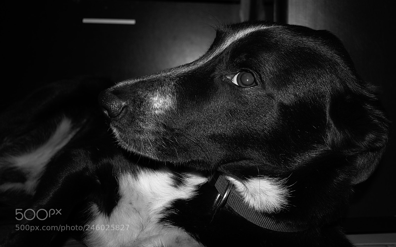 Nikon D5600 sample photo. "my best profile" photography