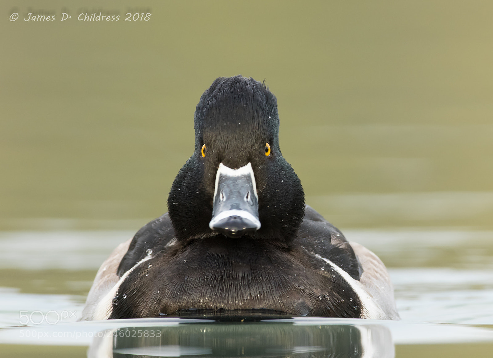Canon EOS 7D Mark II sample photo. Ring-necked duck photography