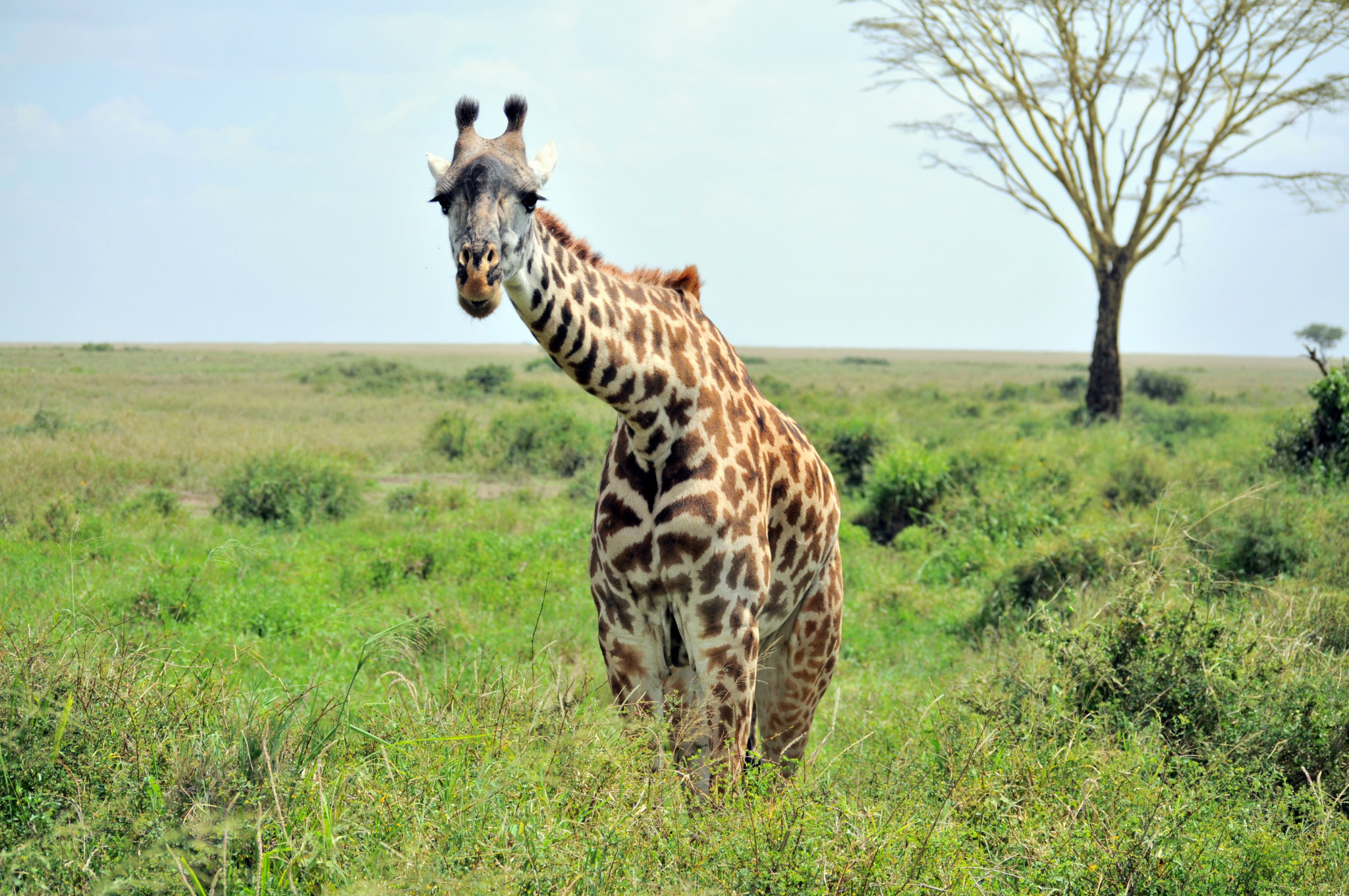 Nikon D90 sample photo. Giraffe photography