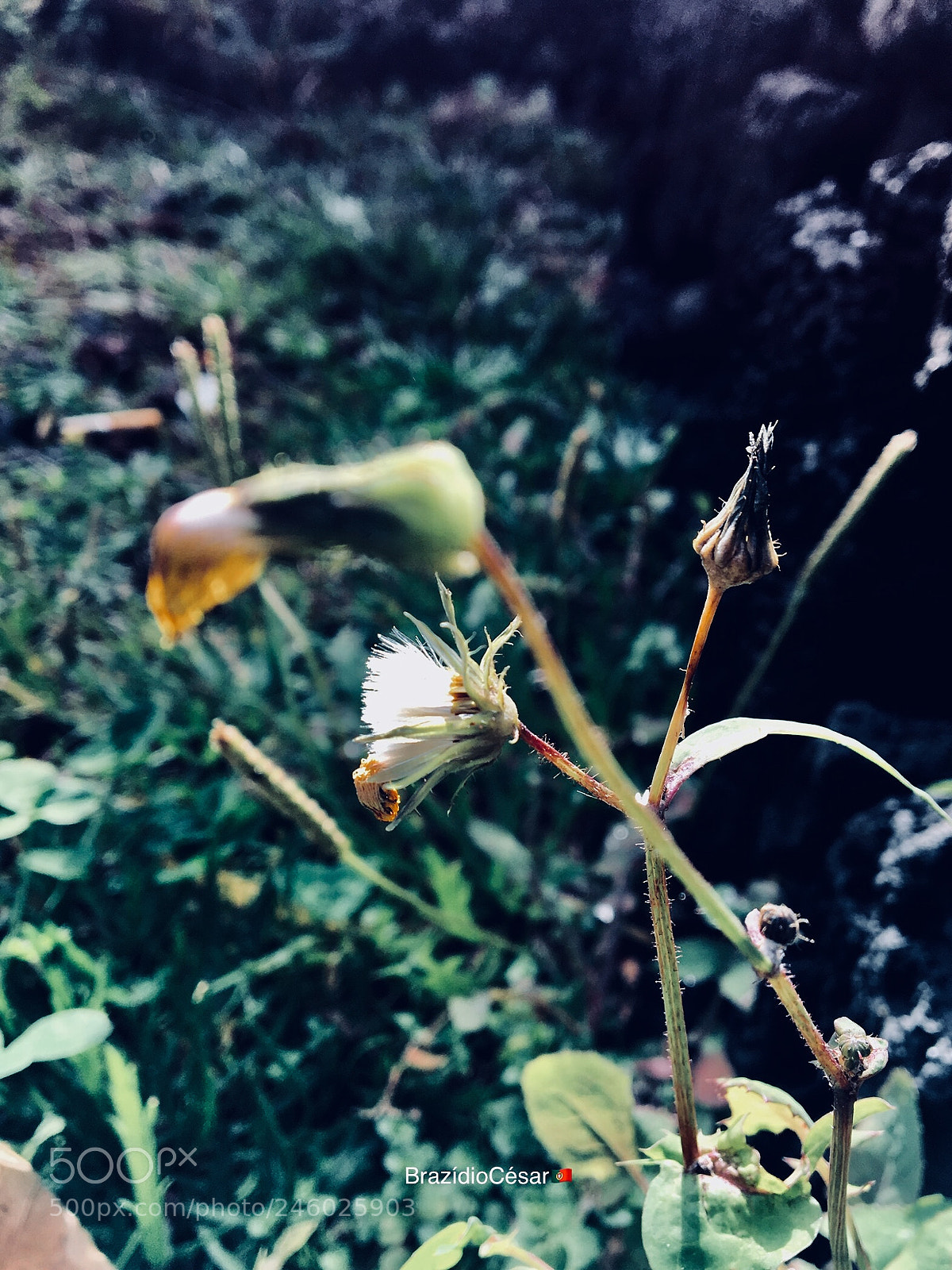 Apple iPhone 6s sample photo. Dandelion photography