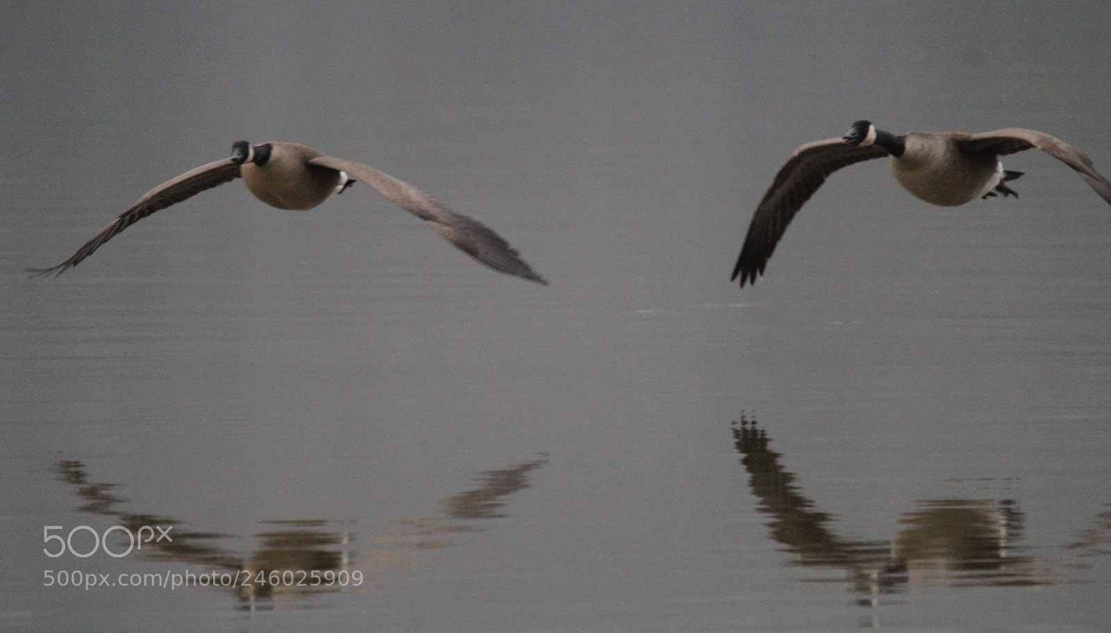 Canon EOS 1300D (EOS Rebel T6 / EOS Kiss X80) sample photo. Geese in flight photography