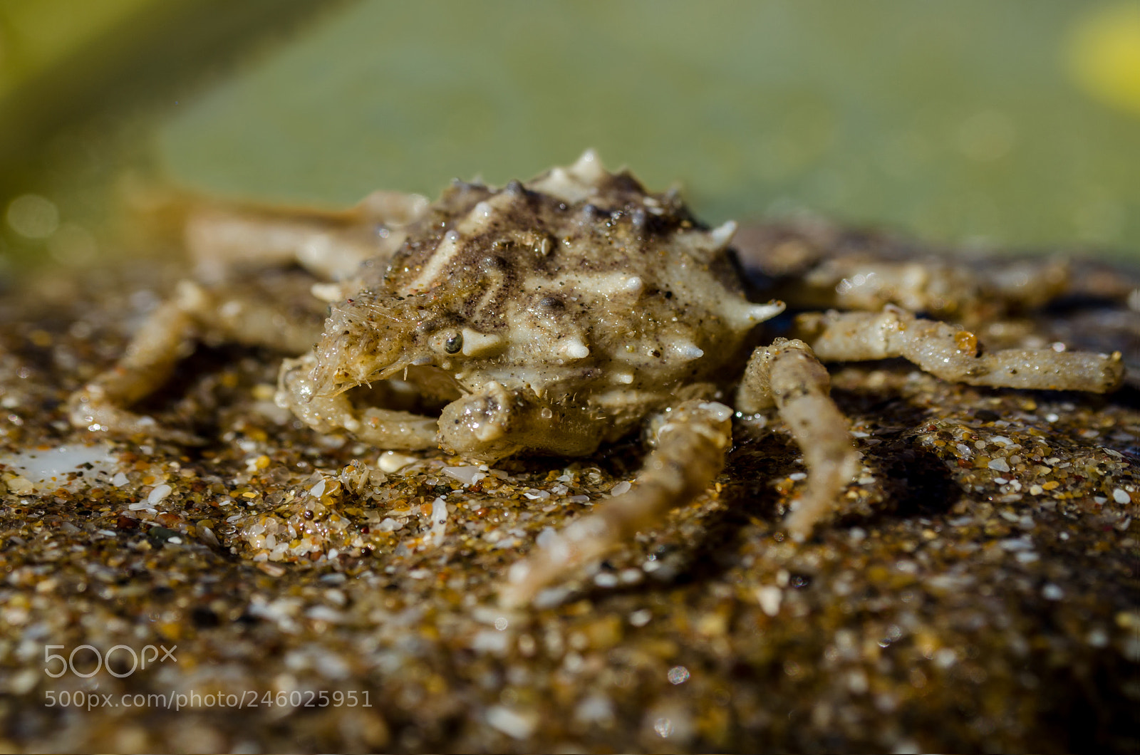 Nikon D5100 sample photo. Sand crab, beaches photography