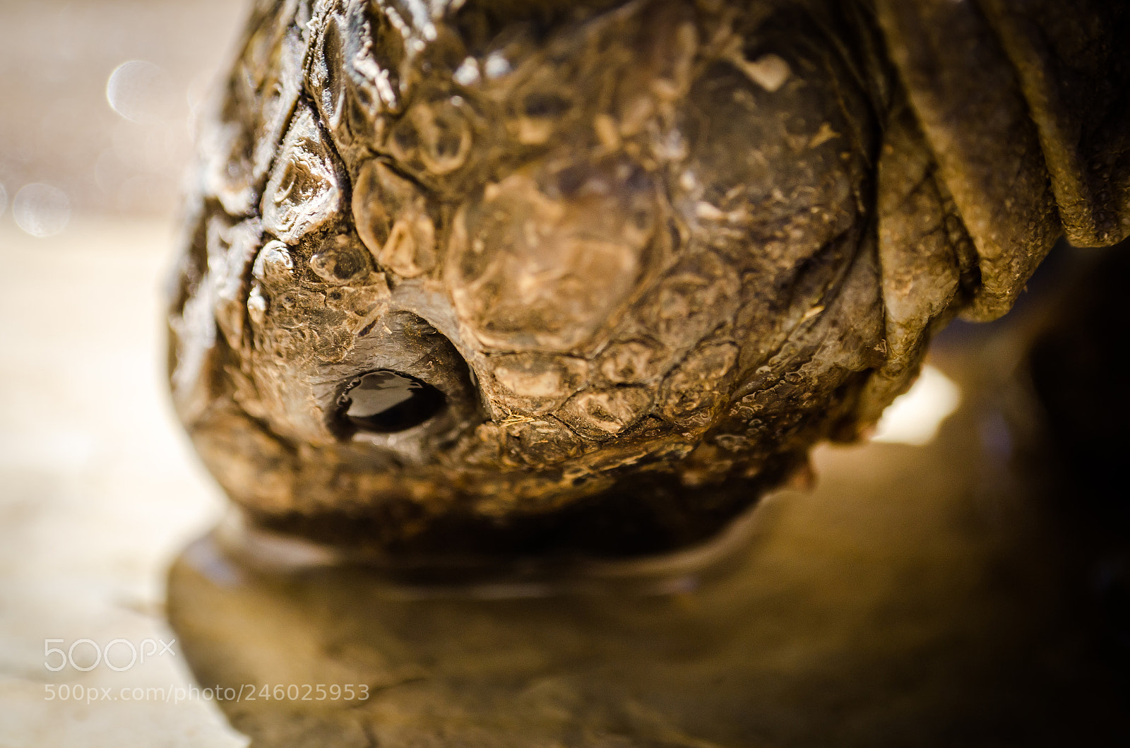 Nikon D5100 sample photo. Drinking water turtle photography