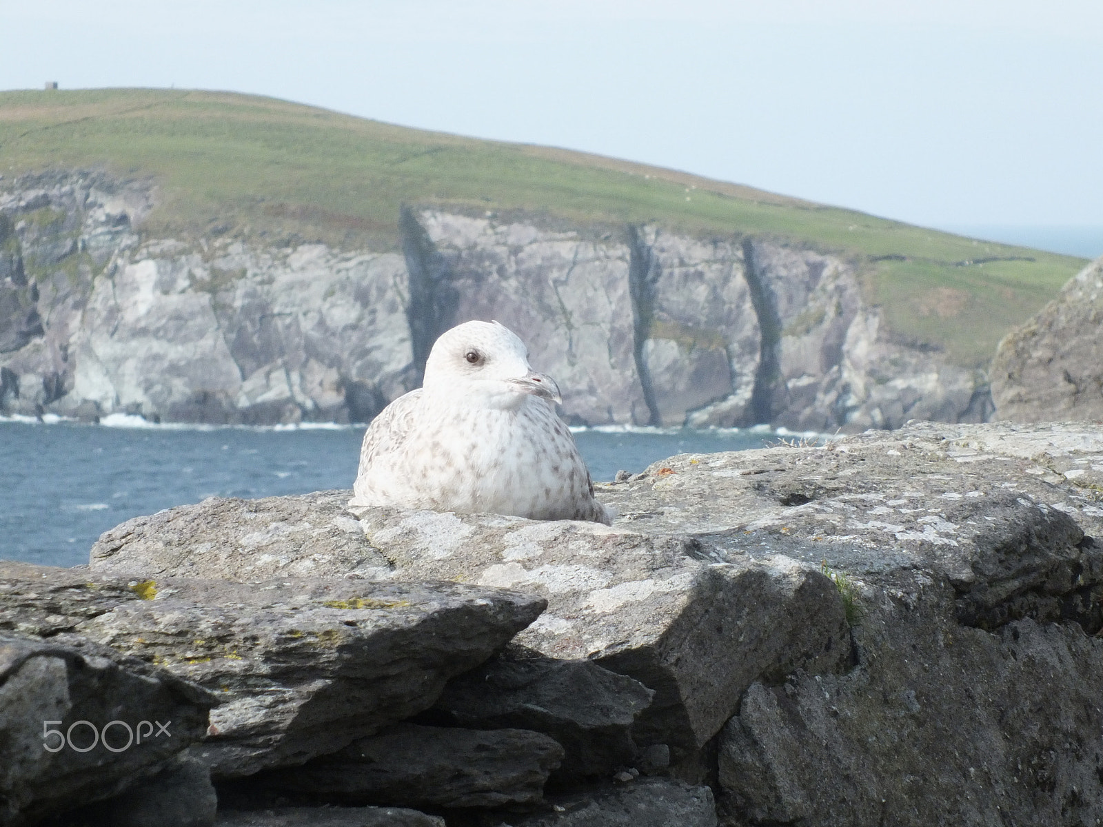 Fujifilm FinePix HS25EXR sample photo. Happy gull photography