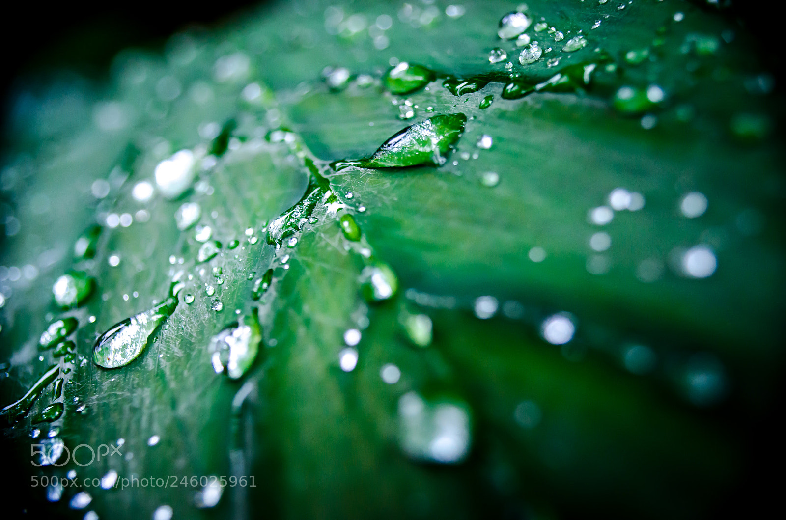 Nikon D5100 sample photo. Morning mist on green photography