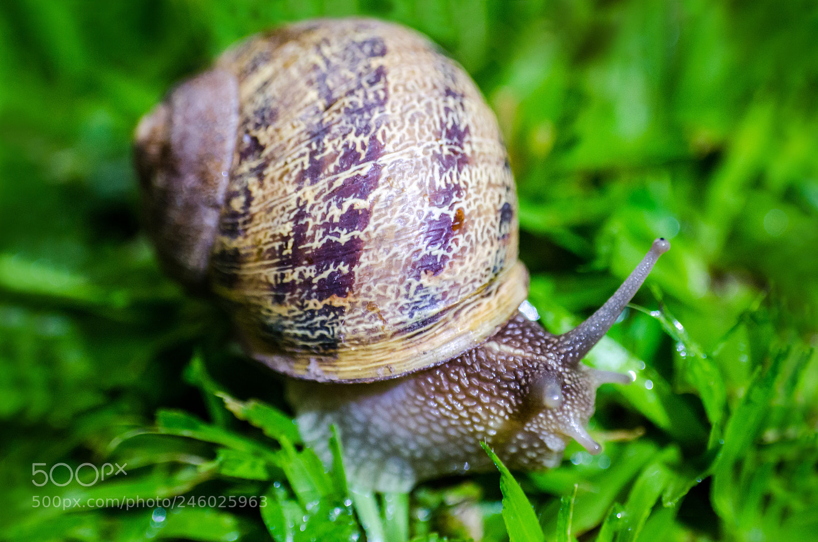 Nikon D5100 sample photo. Snail on green grass photography
